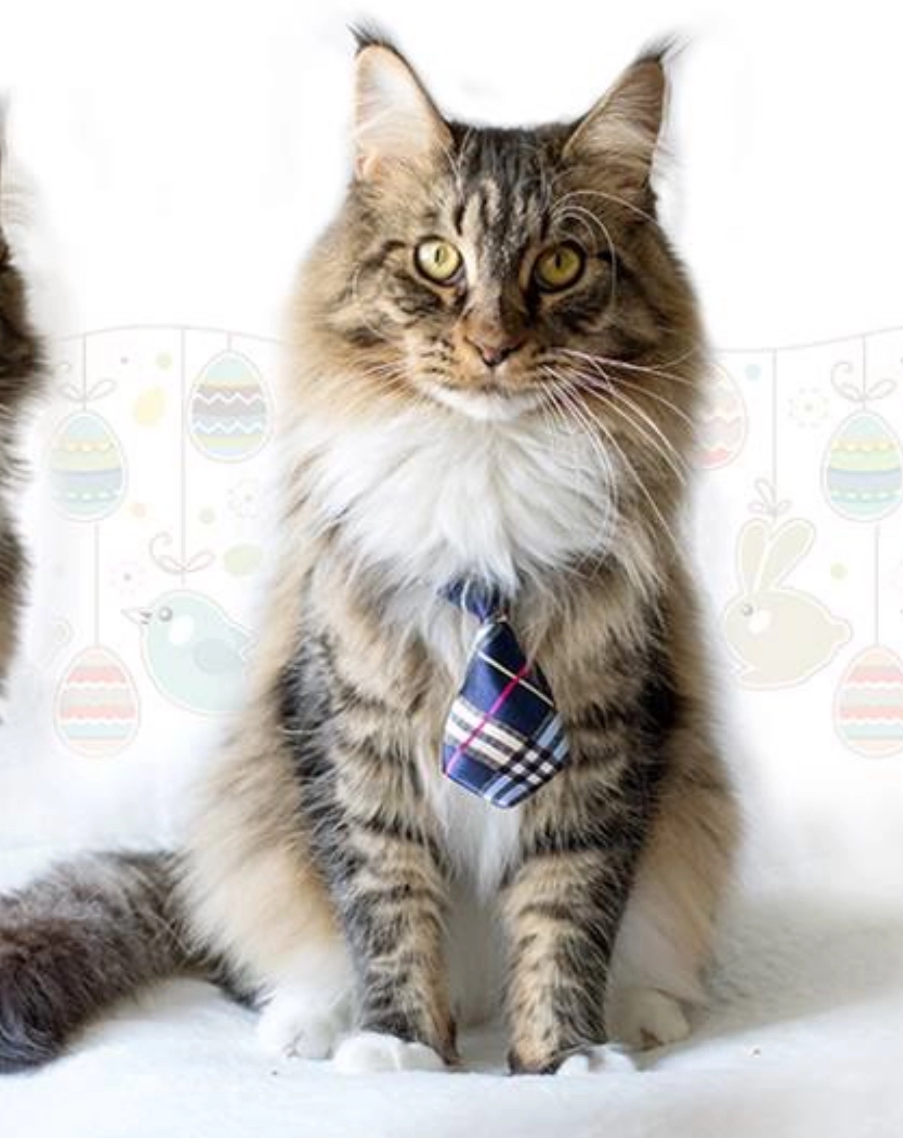 Felix - Rosenbergstraße, Wien