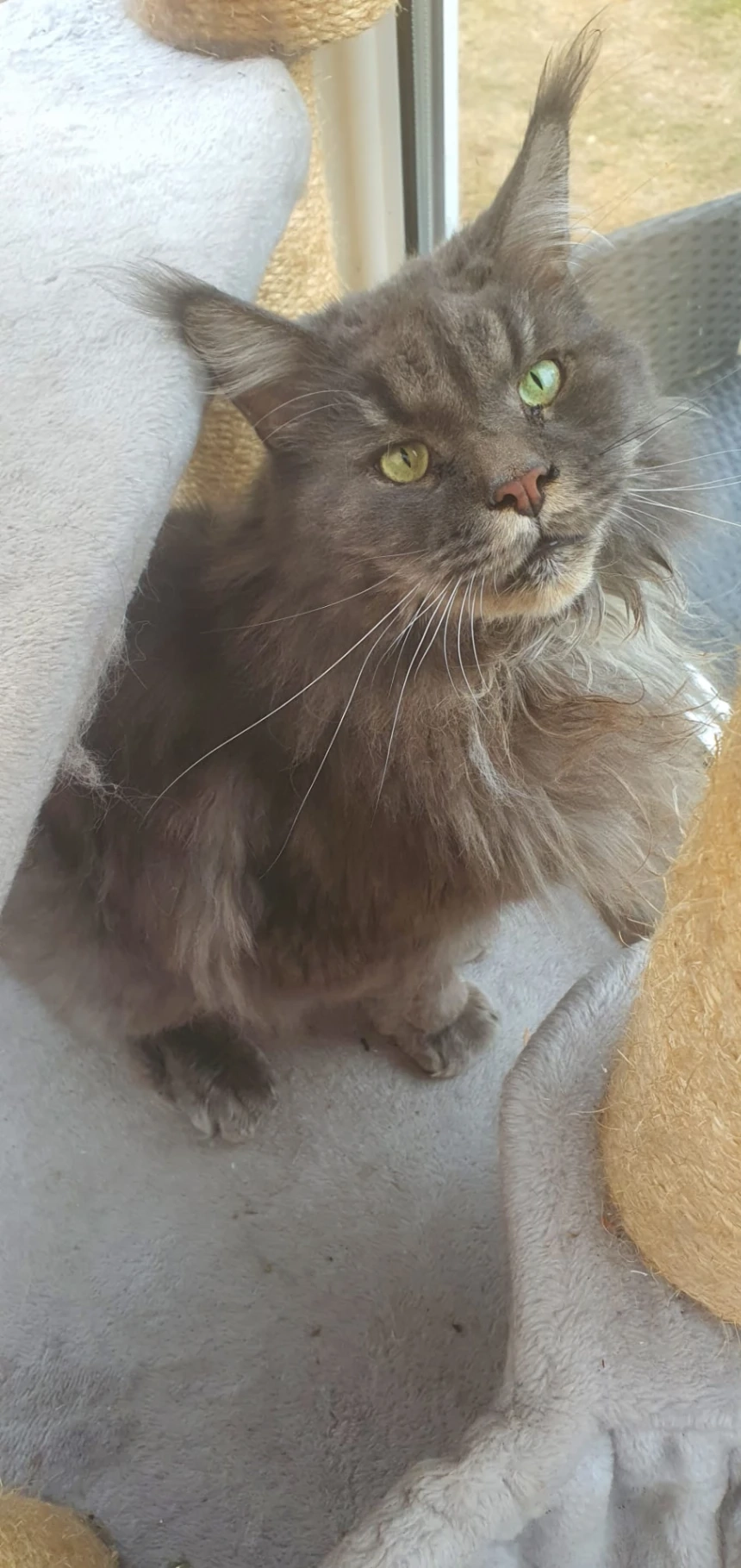 Smudge - Hill Lane, Southampton