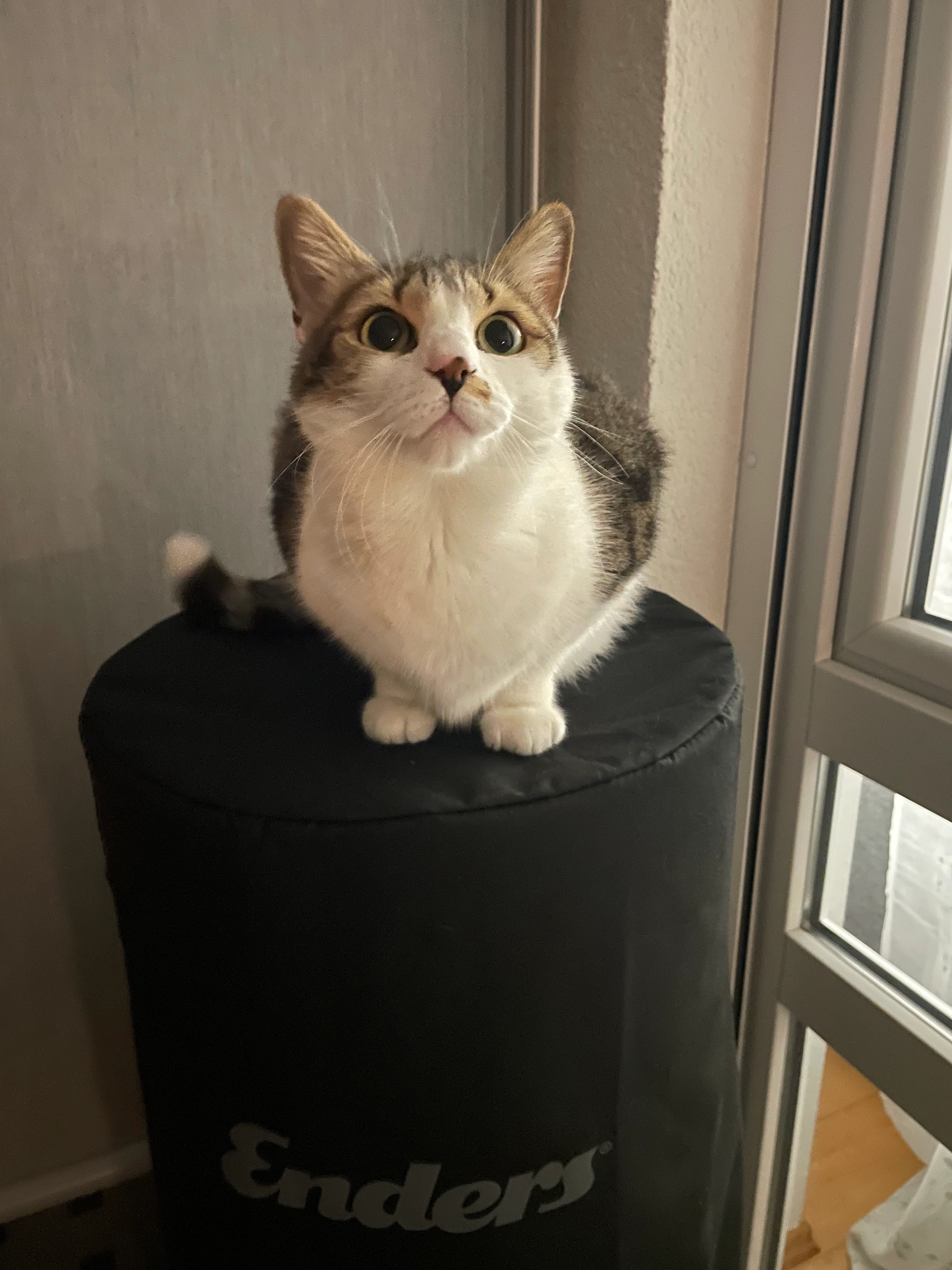 Puma - Beim Fasanengarten, Stuttgart