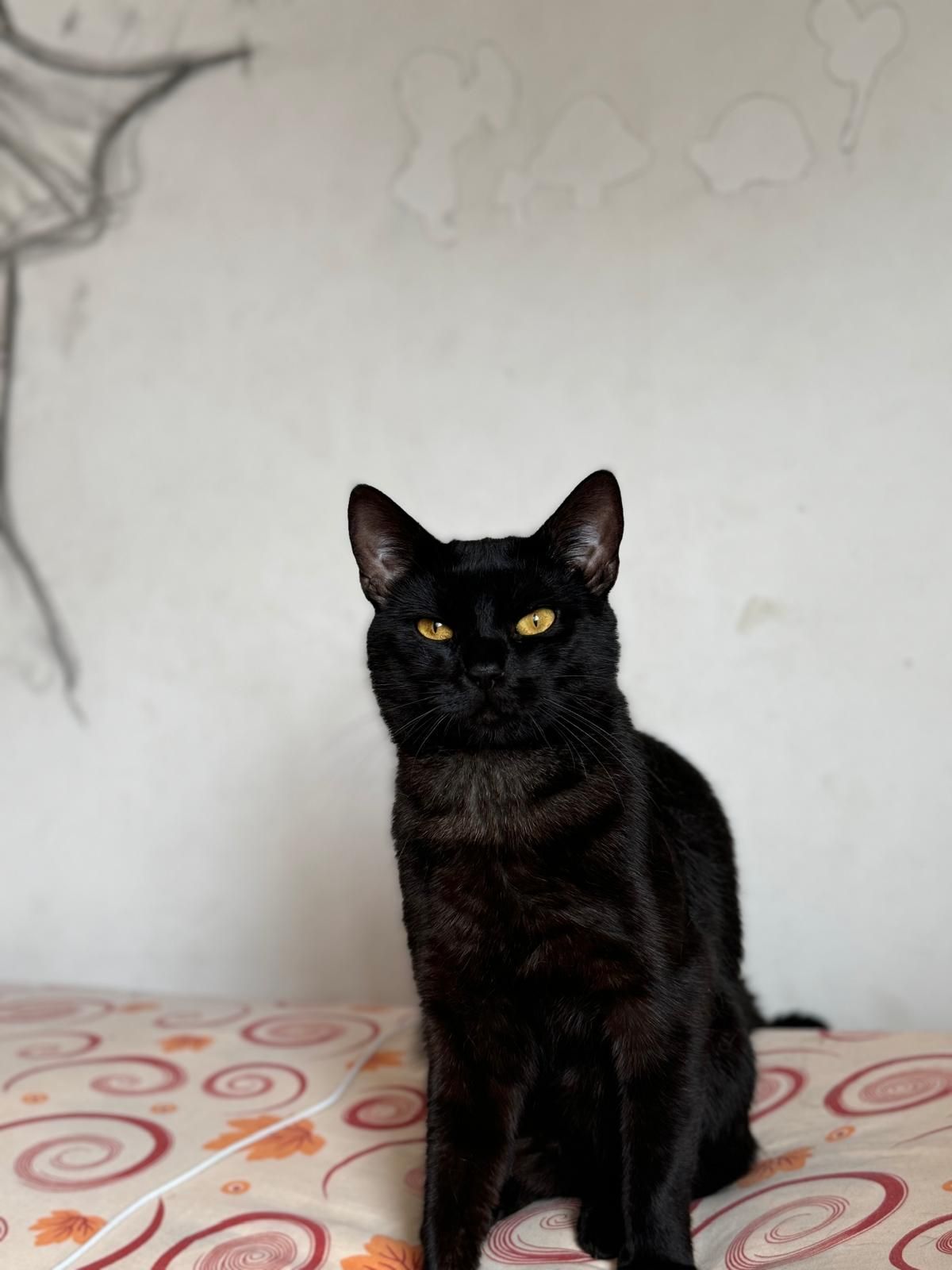 Missing Cat - Sterzenbachstraße, Wilnsdorf