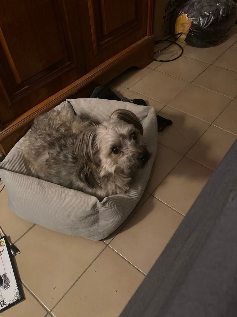 Cortot  - 7 Rue de la Vallée des Douves, Montamisé