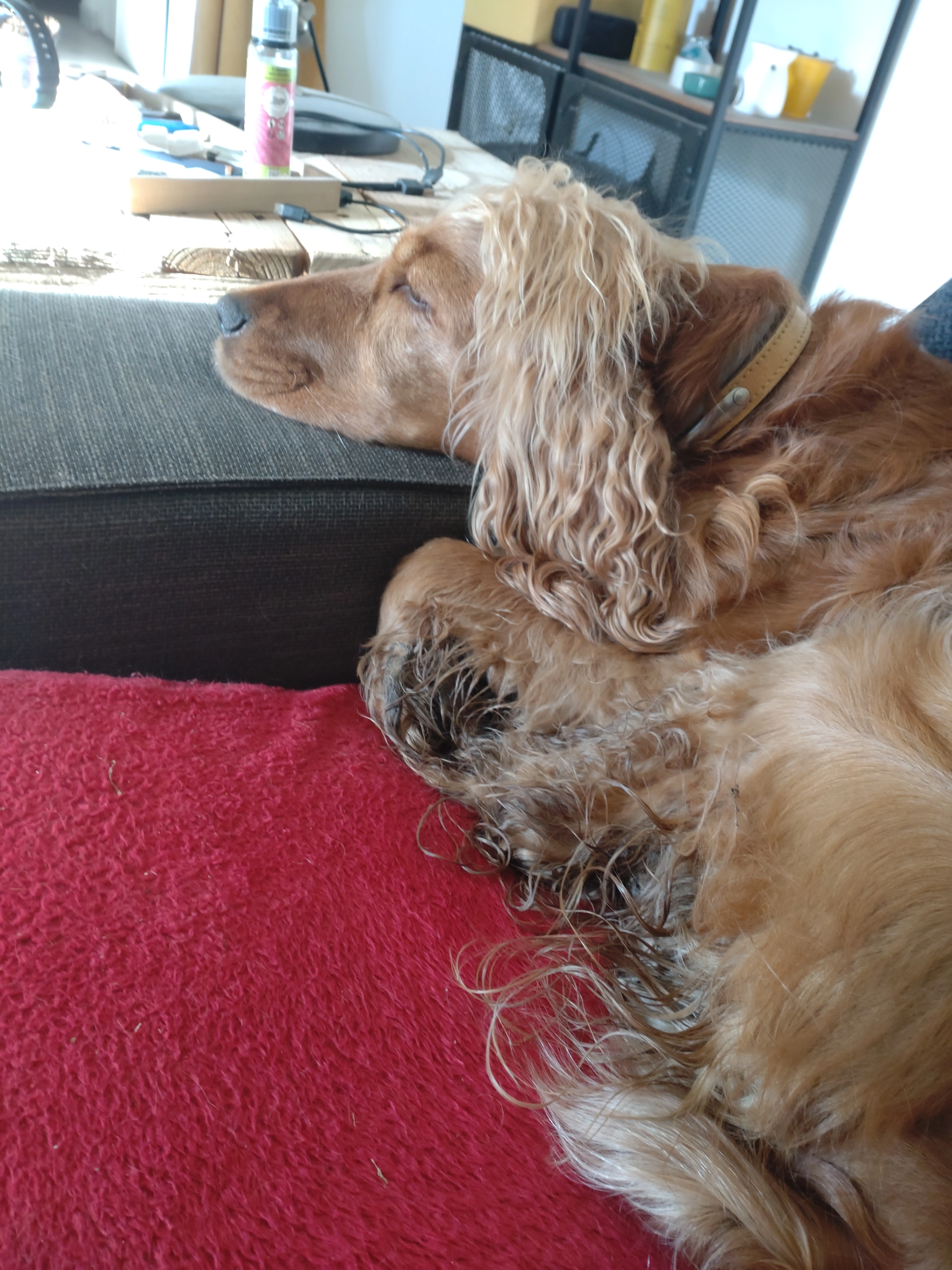 Milo - 72 Rue des Micocouliers, Lorient