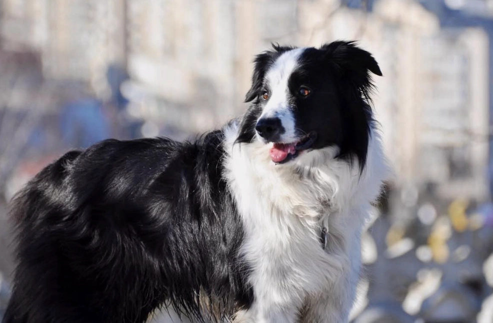 MICKEY - Chemin de la Tuilerie, Cheval-Blanc