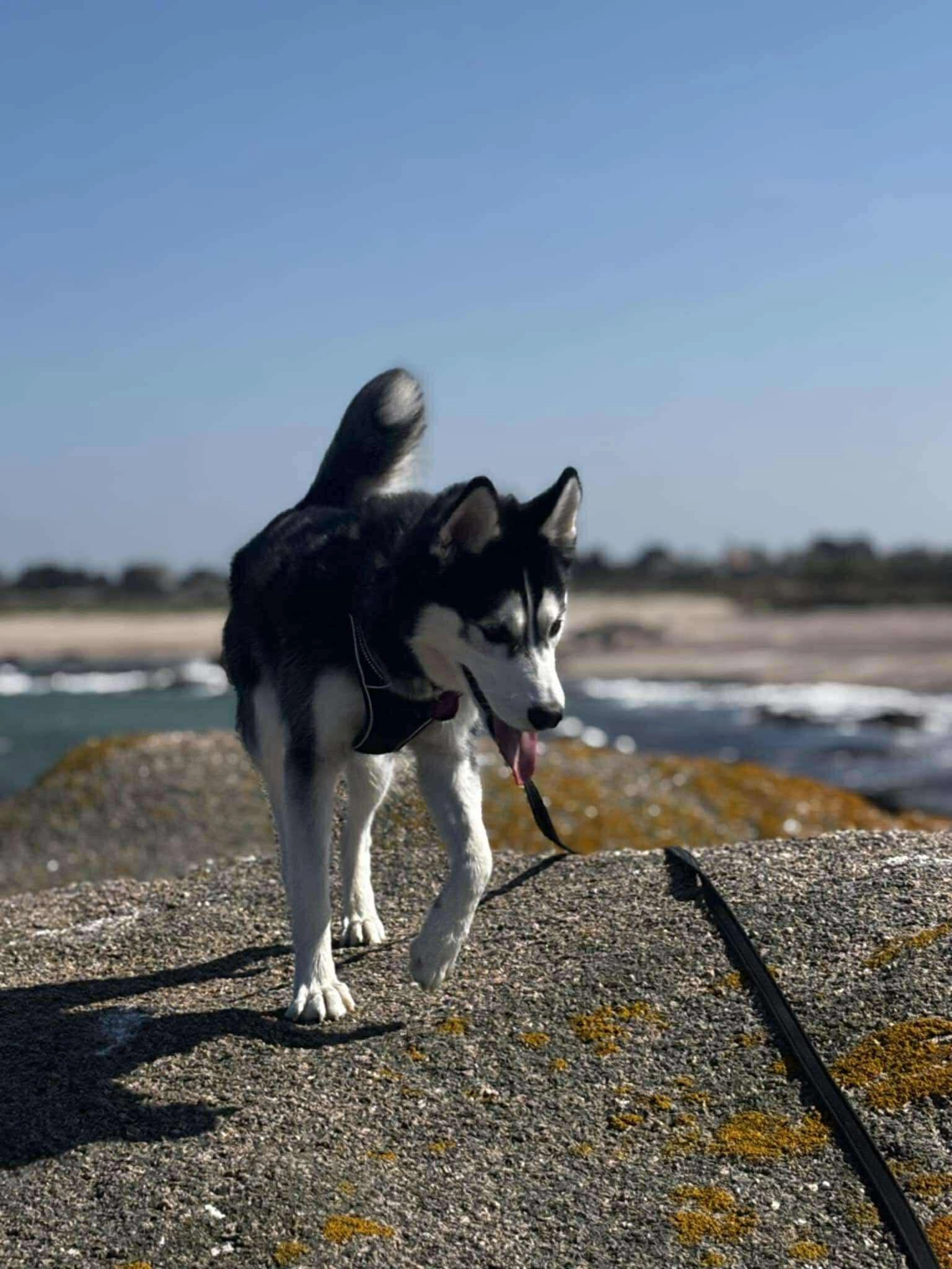 vani - Rue Du 8 Mai 1945, Cherbourg-en-Cotentin