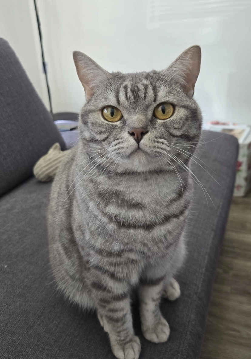 Zenno - Schadewijkstraat 19, Tilburg