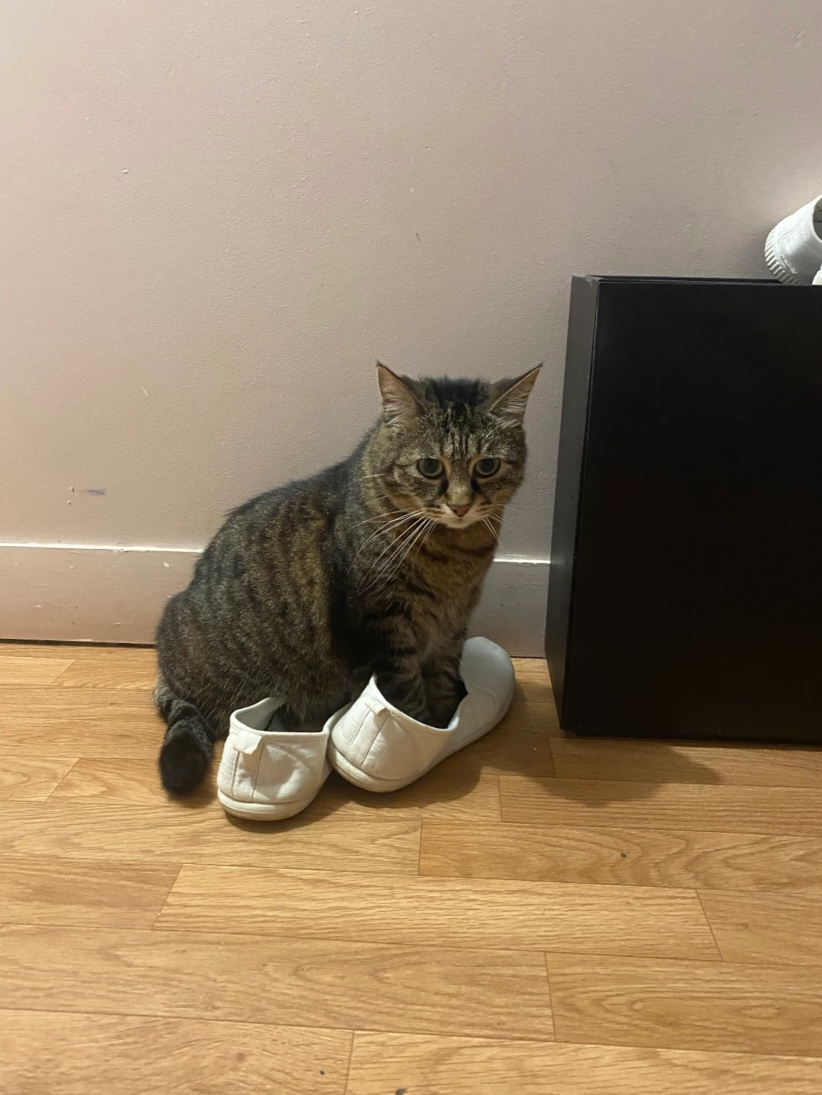 Prunelle - 24 Avenue Georges Pompidou, Vire-Normandie