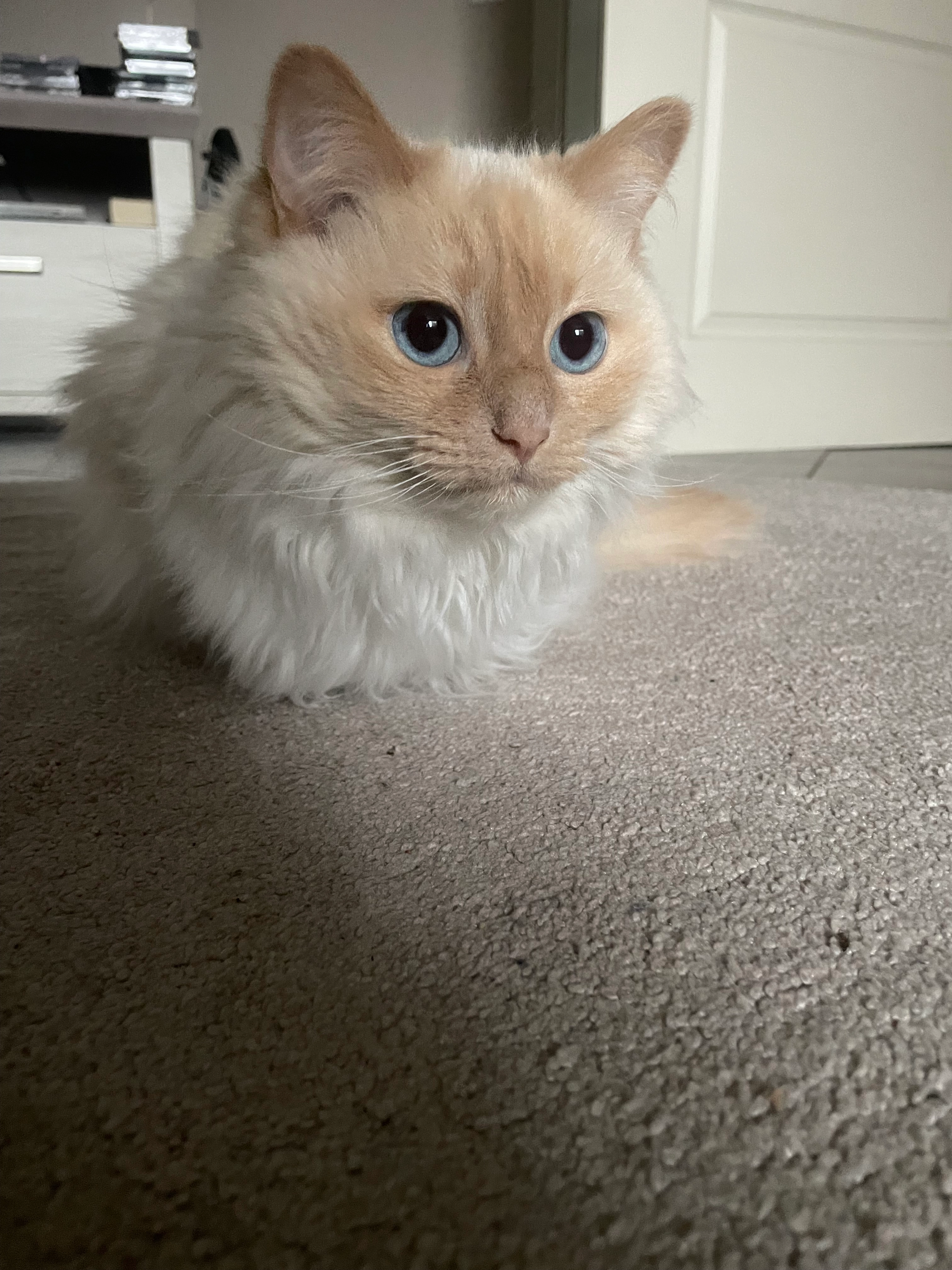 Holly  - Höseleck, Kölln-Reisiek