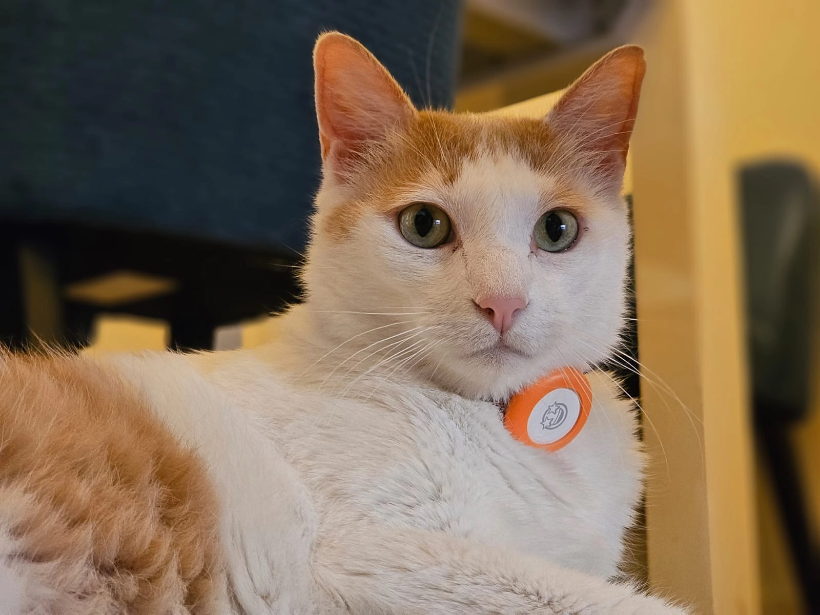 Georges  - Boulevard de la Falaise, Vaux-sur-Mer