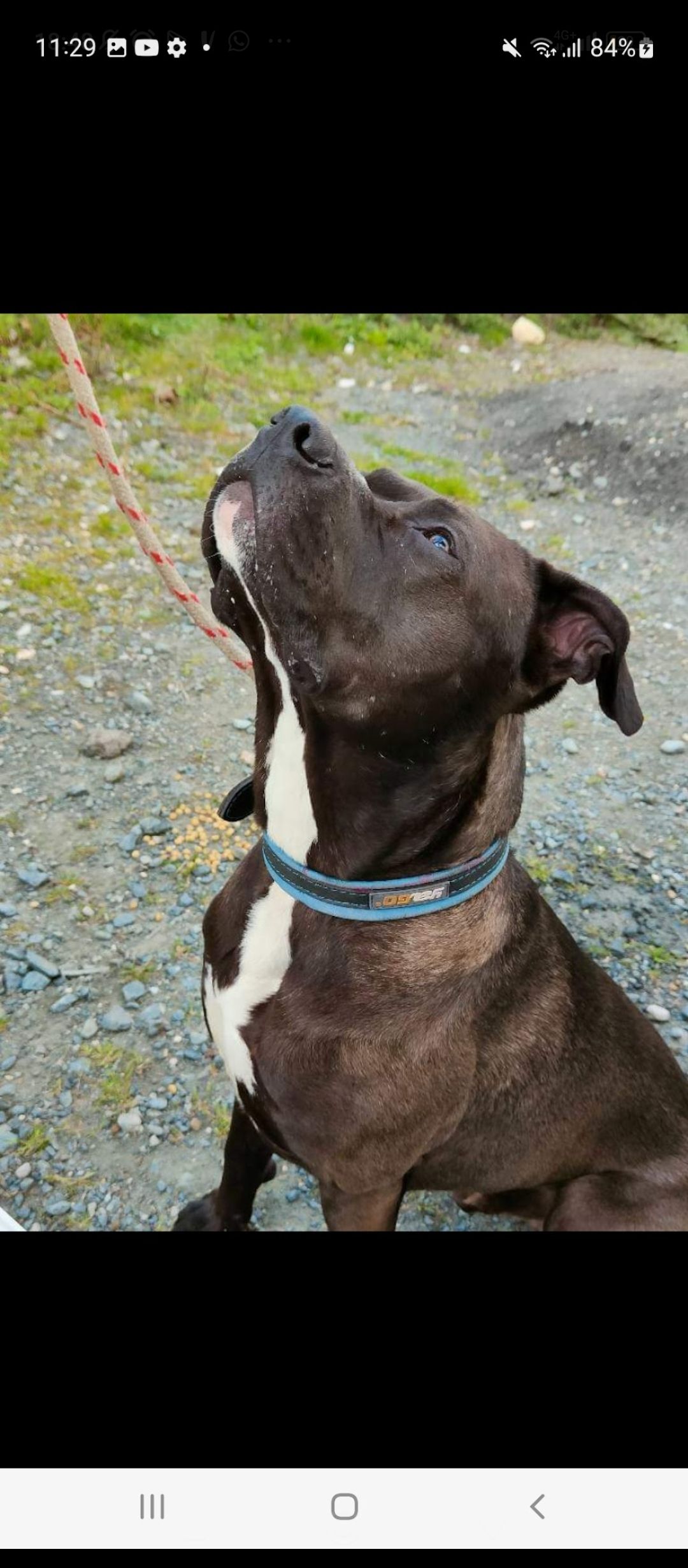 Kira - Port de Plaisance du Moulin Blanc, Brest