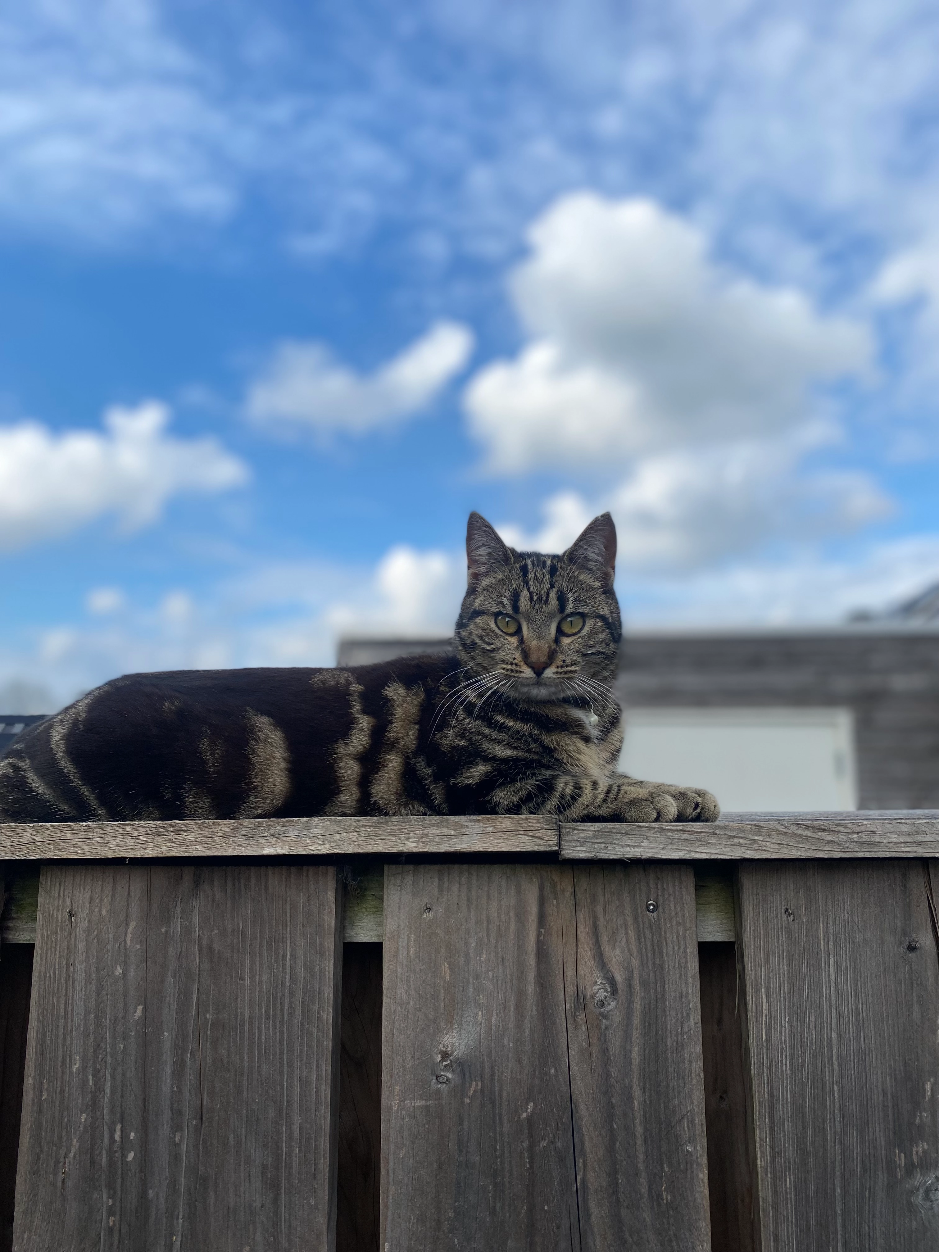 Nala - Franekerstraat, Bolsward