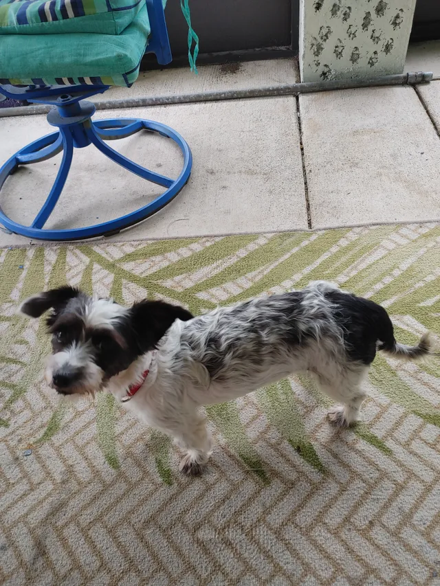 Stella - Aragon Lane, Port Saint Lucie