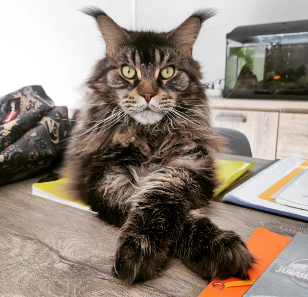 Prime - Rue du Cazal, Saint-Amadou