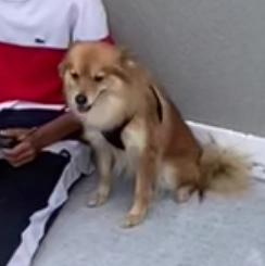 Rosa - 15 Route de Certe, Trignac