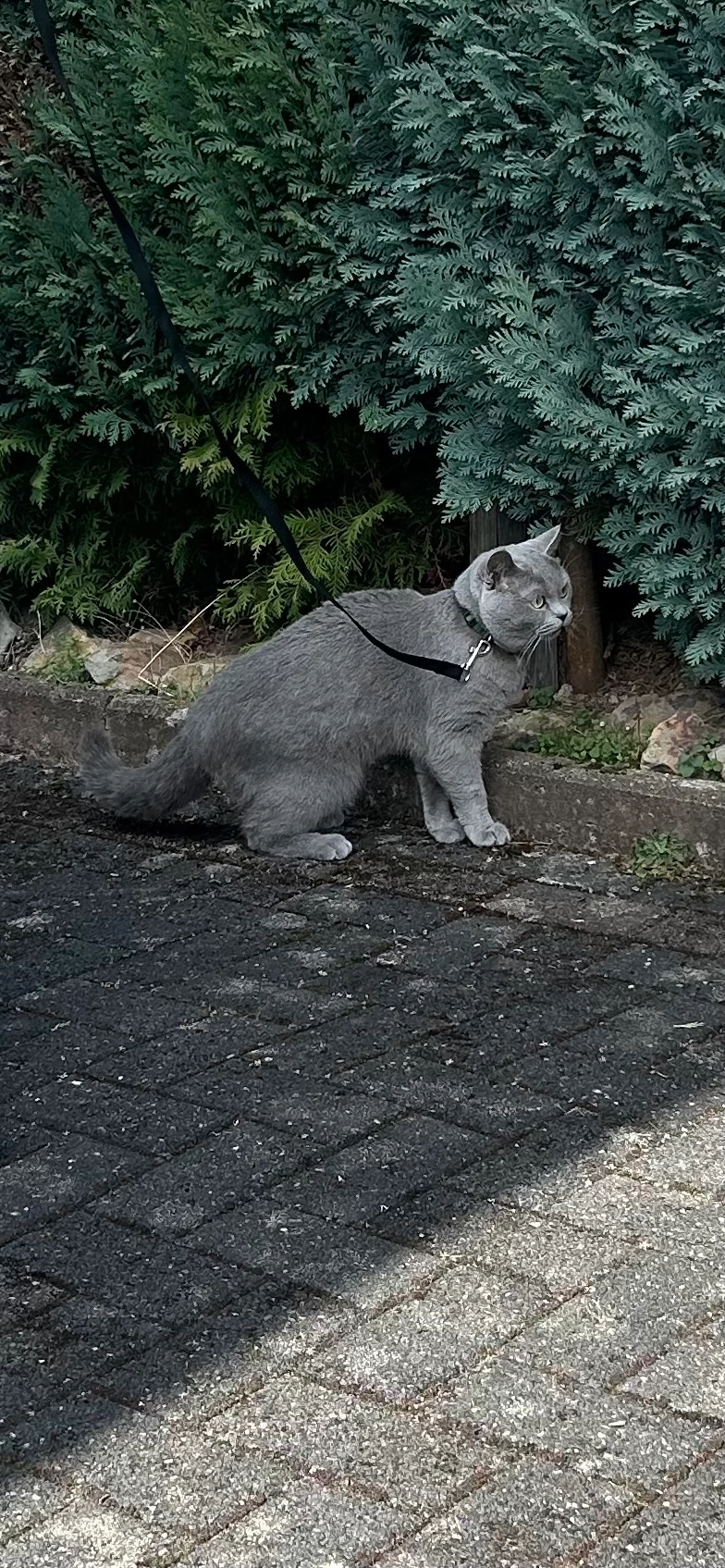 Leo - Bei Kaisers-Haus, Mudenbach