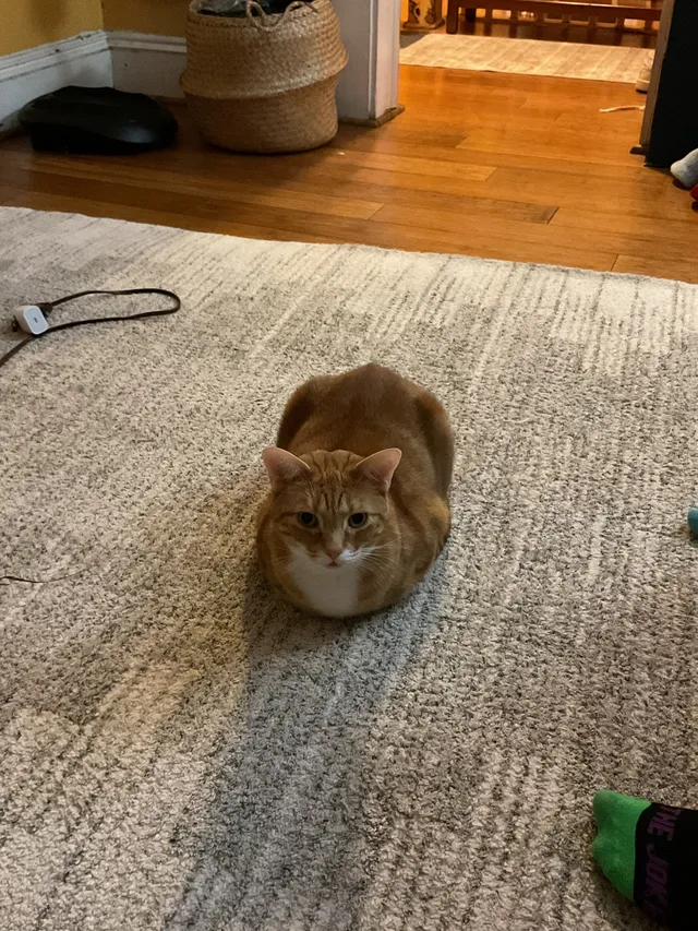 Biscuit - Hillcrest Avenue, New Britain