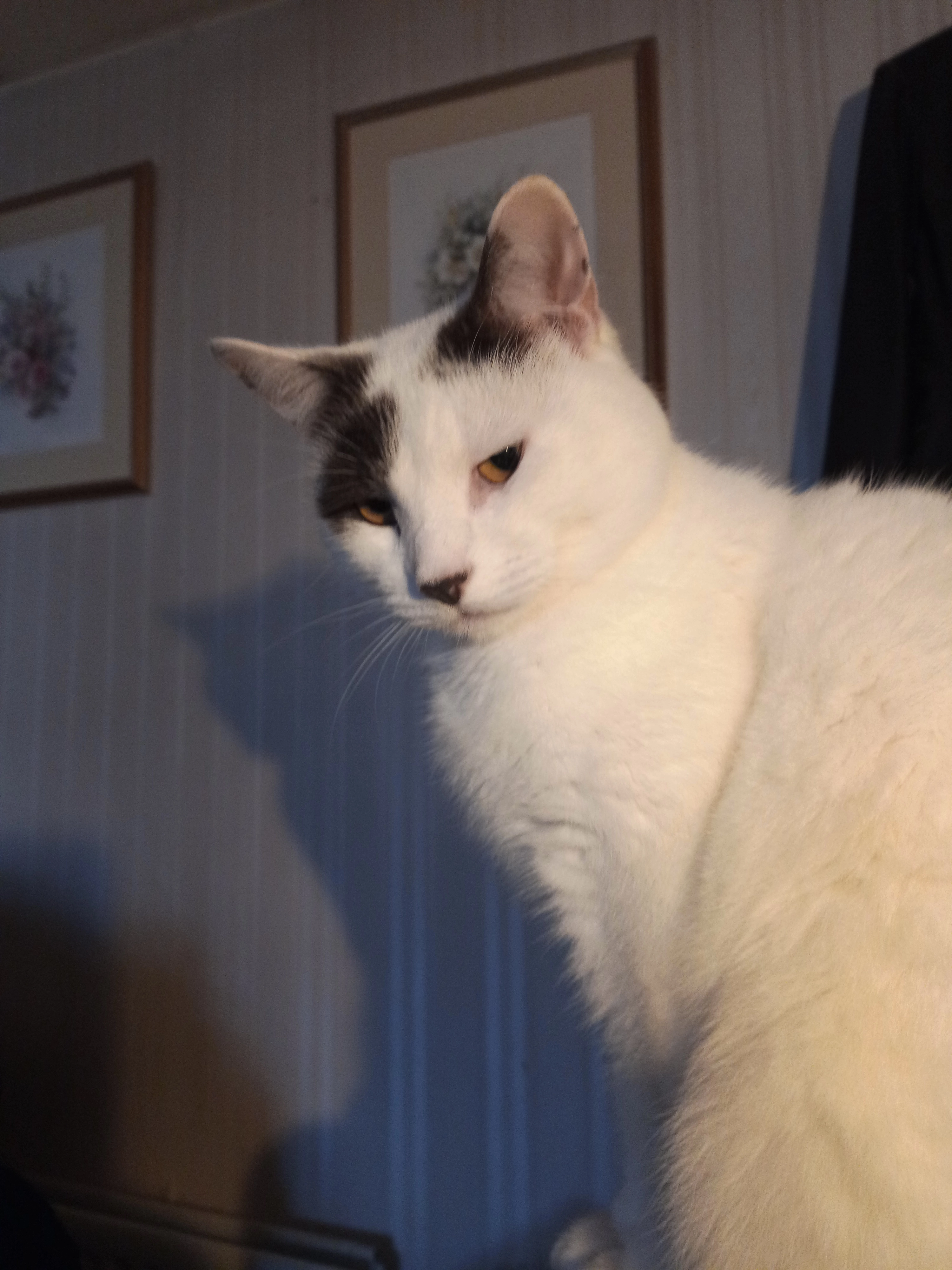 Tolkien  - Cheviot Grange, Cramlington