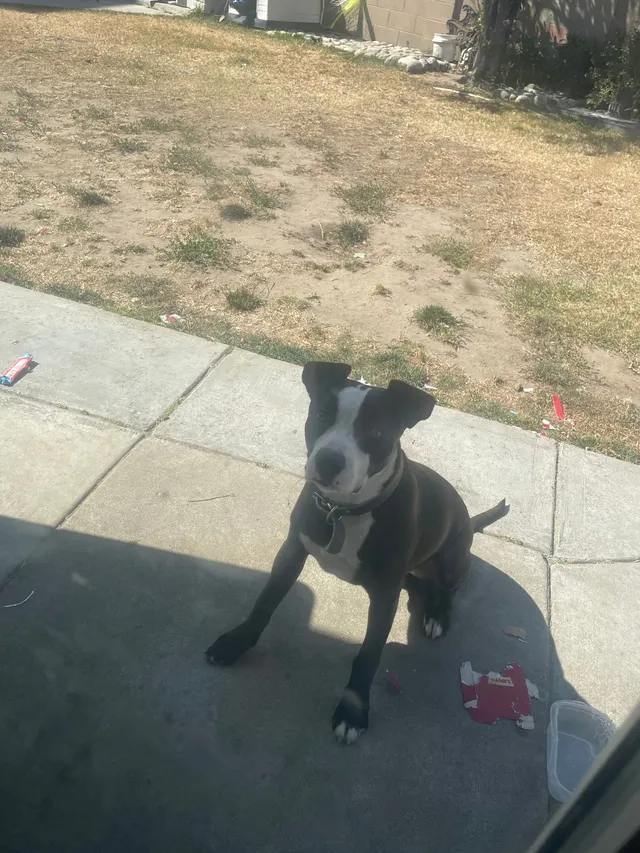 Smokey - 12579 9th St, Garden Grove