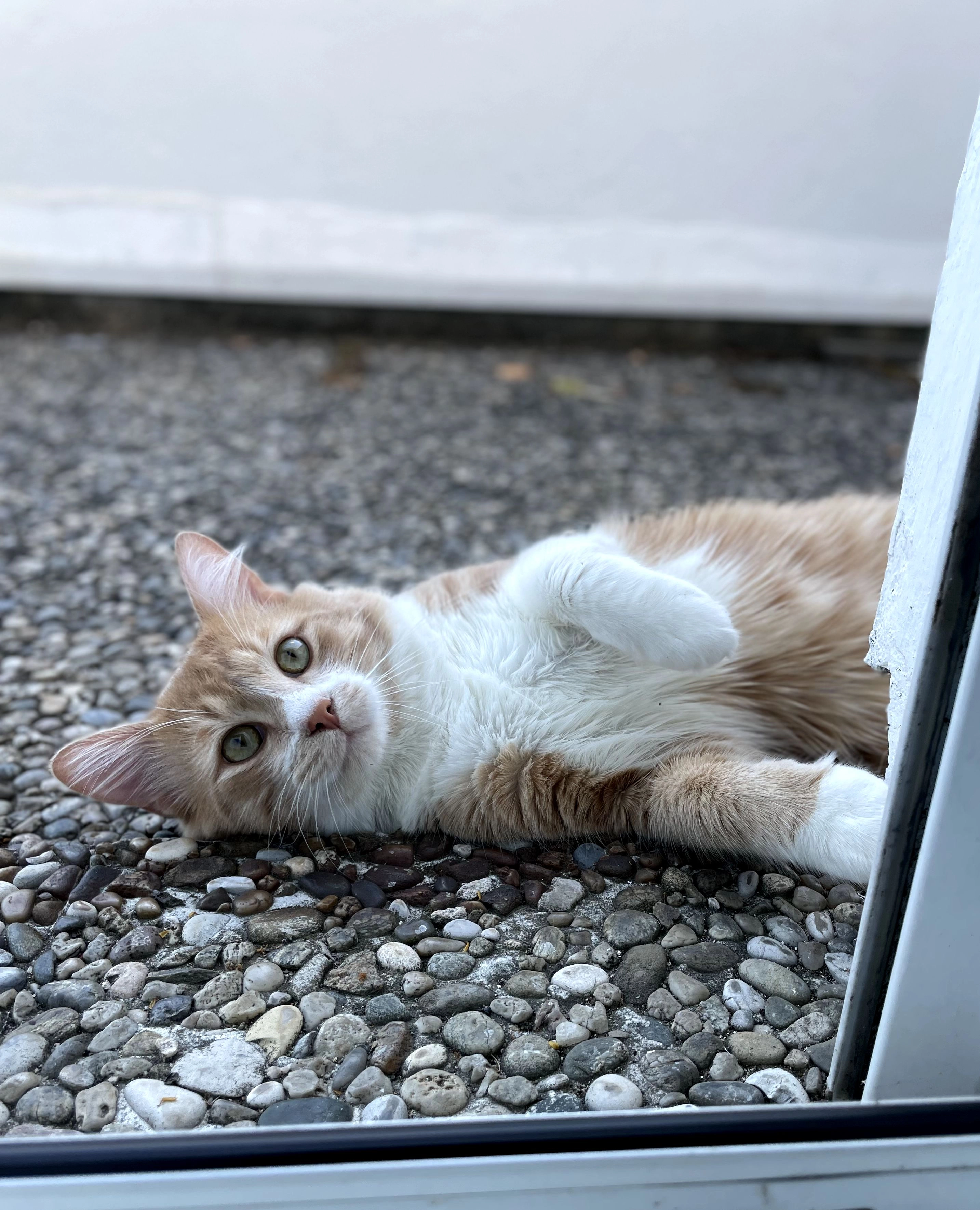 Spirou  - 57 Rue Brunard, Étampes