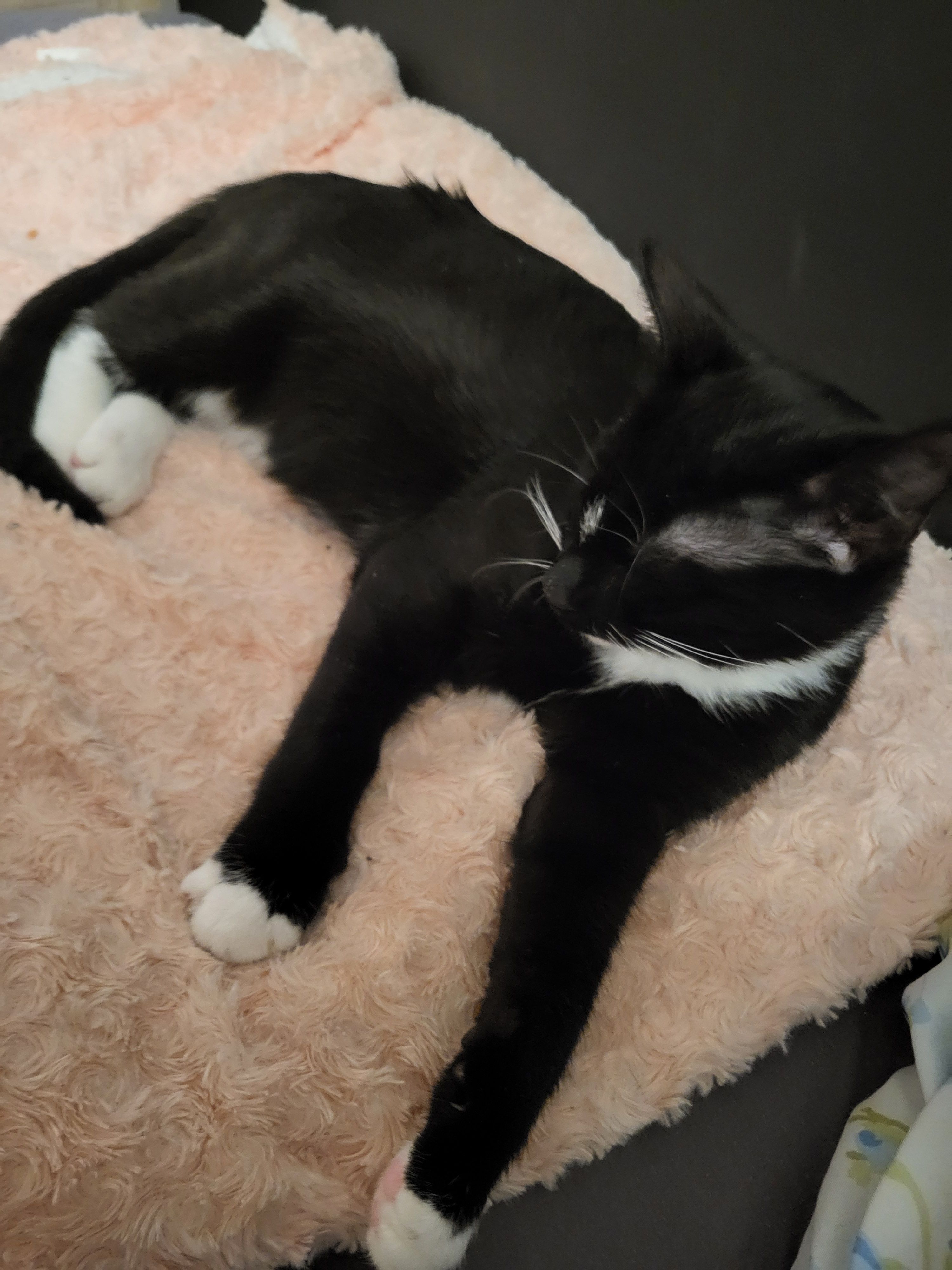 Blecki  - Dorfstraße 12B, Klein Belitz