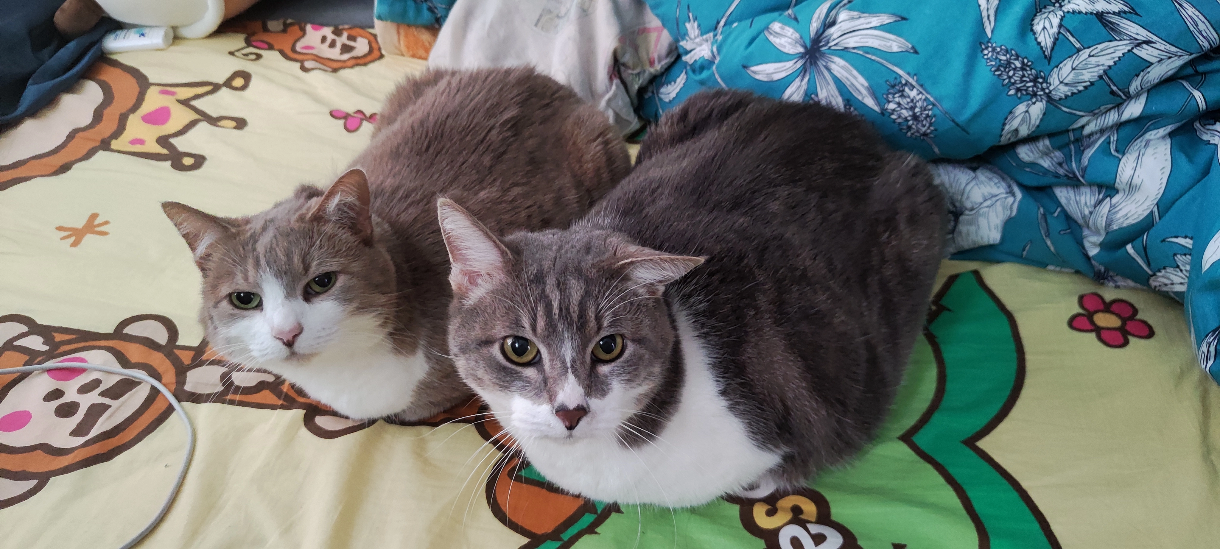 ตัวยุ่ง, Trouble - 74000, Mueang Samut Sakhon