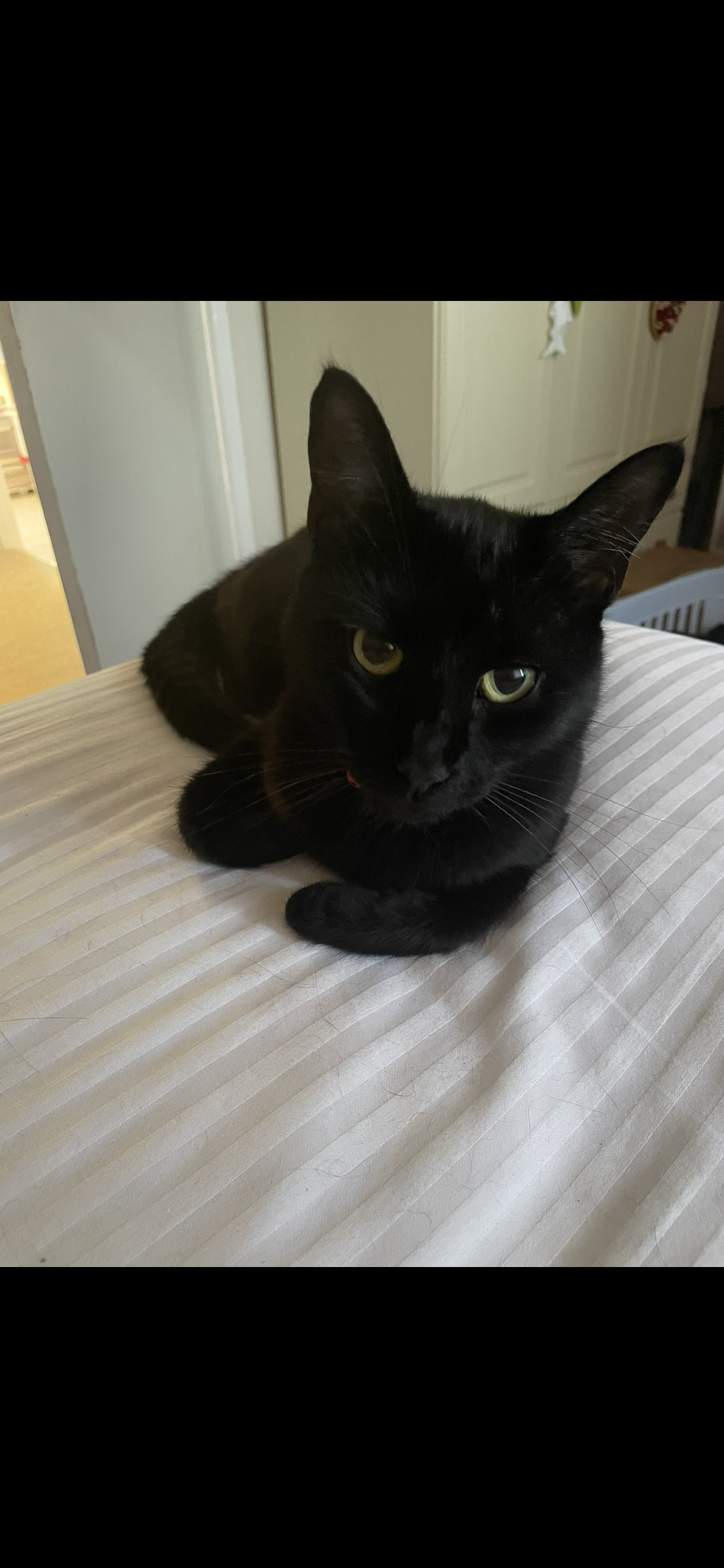 Kara - BH20 7, Bere Regis Wareham