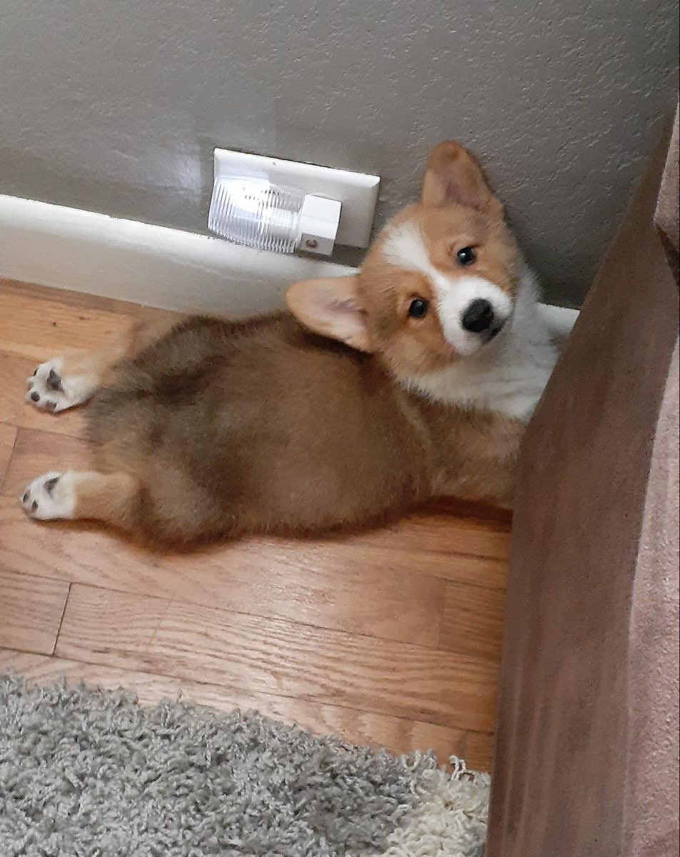 Pepsi - 01100, Vũng Tàu