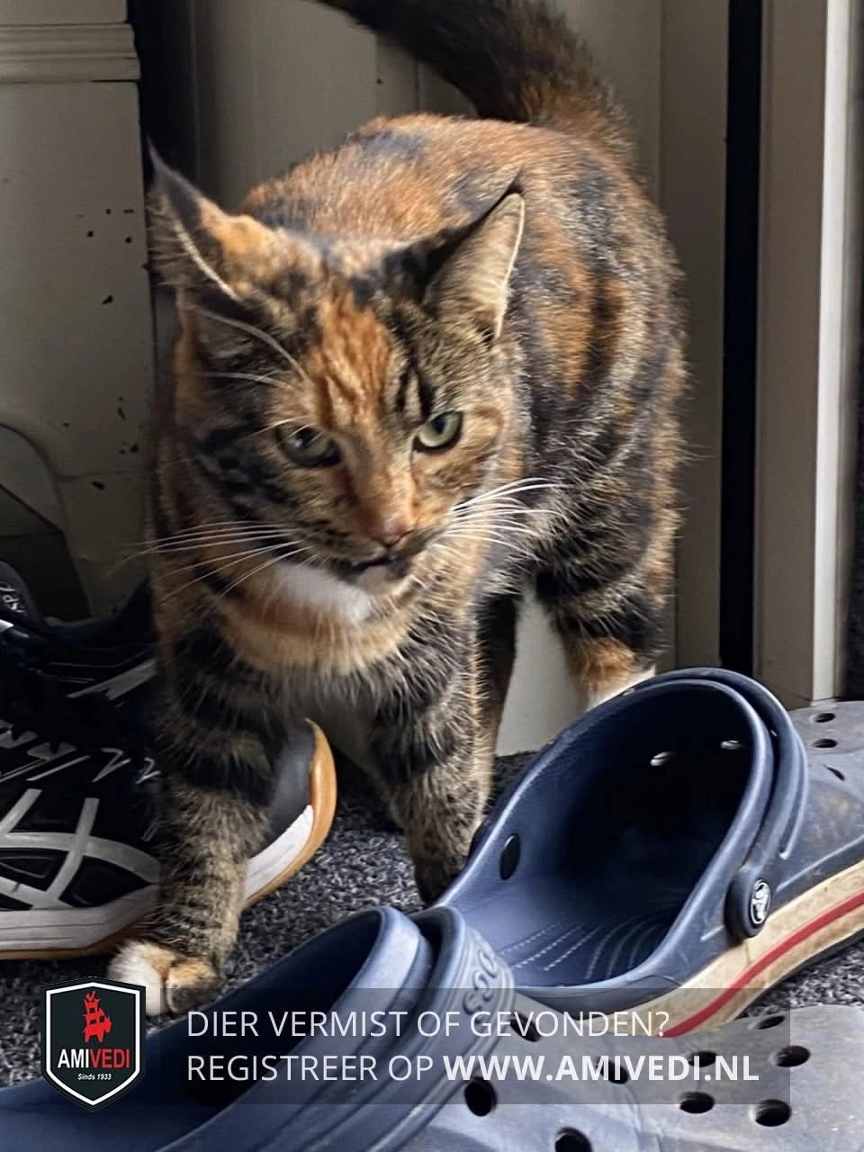 Polly - Knokkel, Andijk