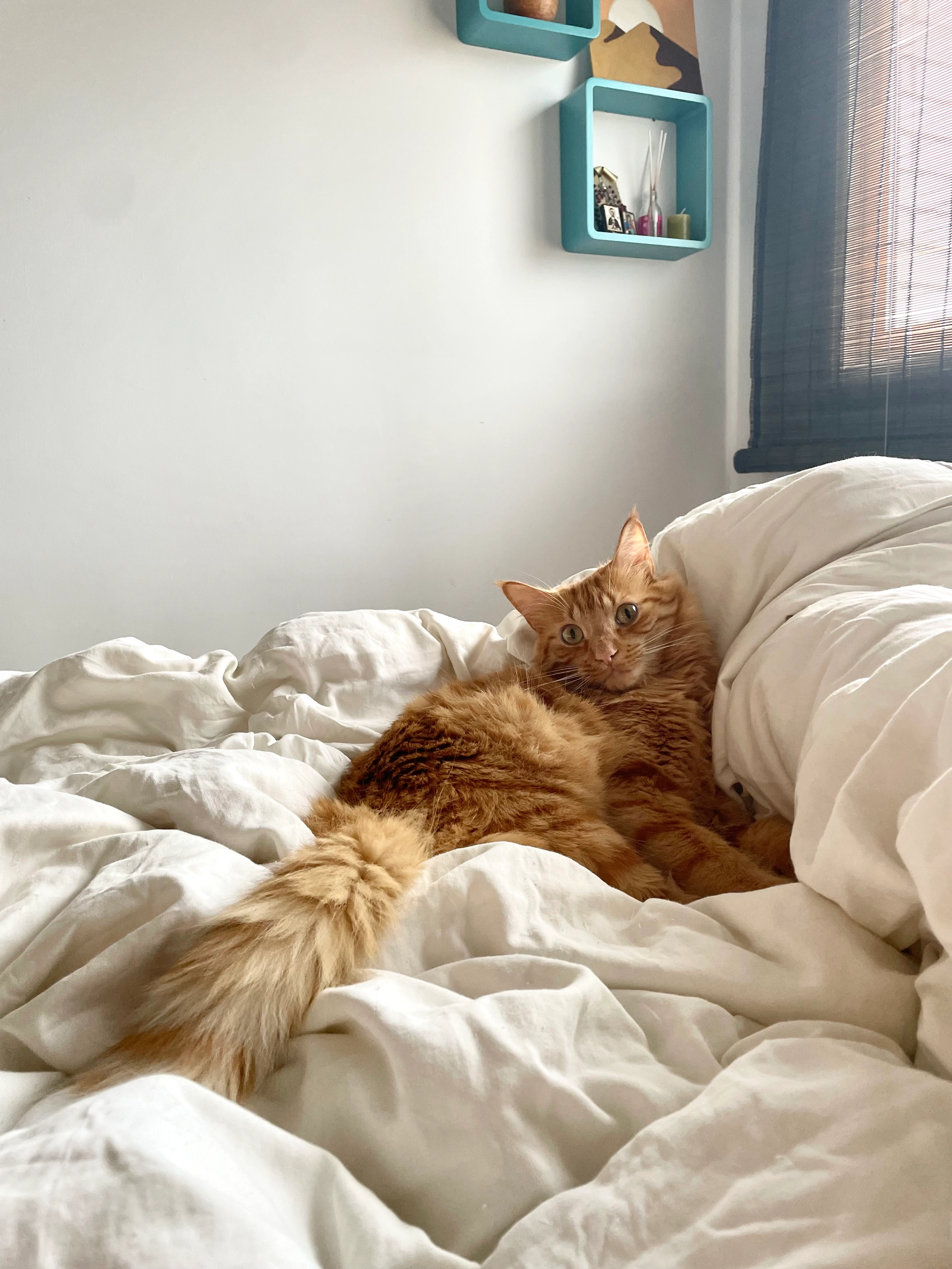 Ron - Carrer Del Poble Nou Del Delta, Amposta