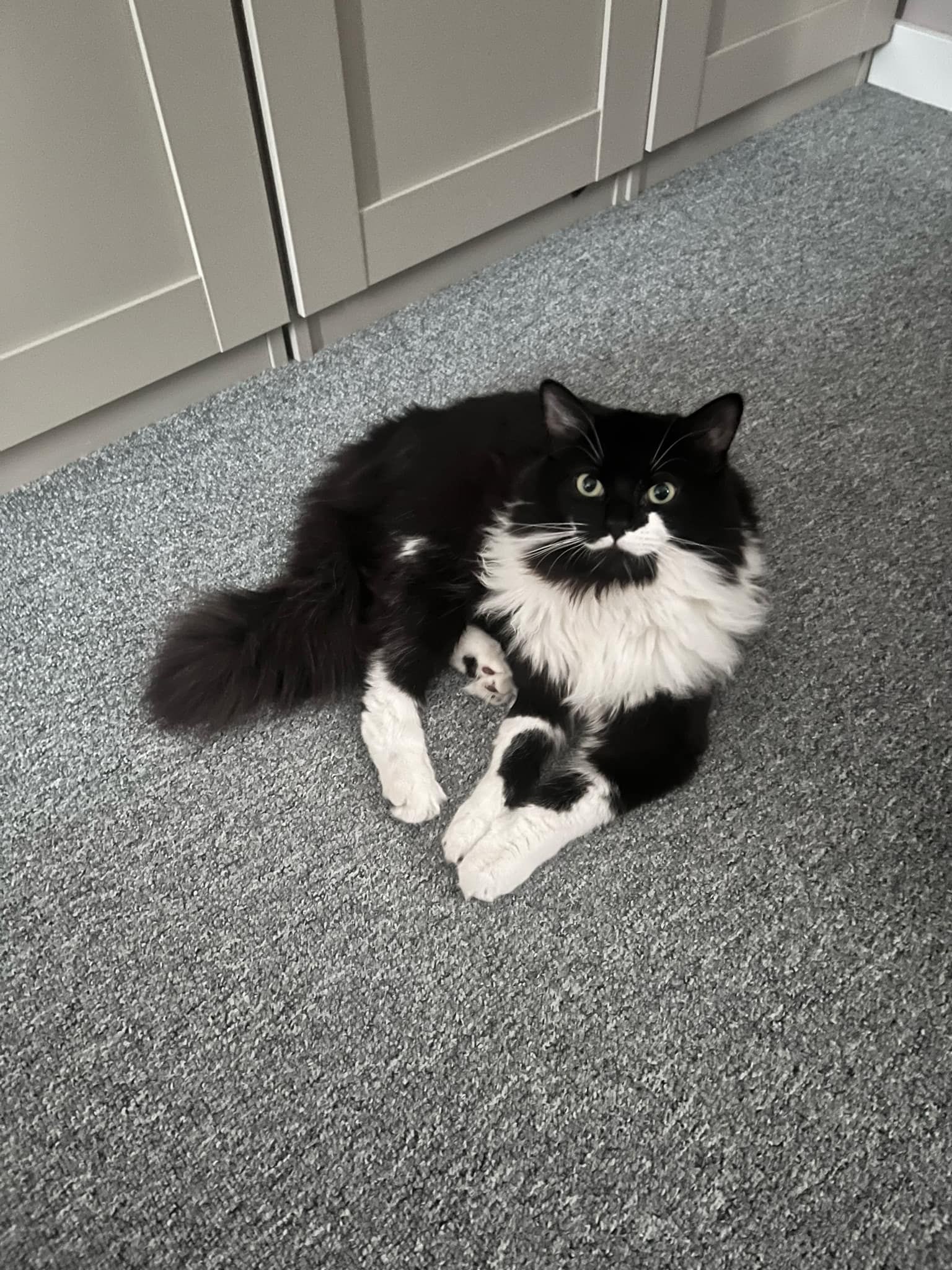 Dobby  - NG20 0, Mansfield