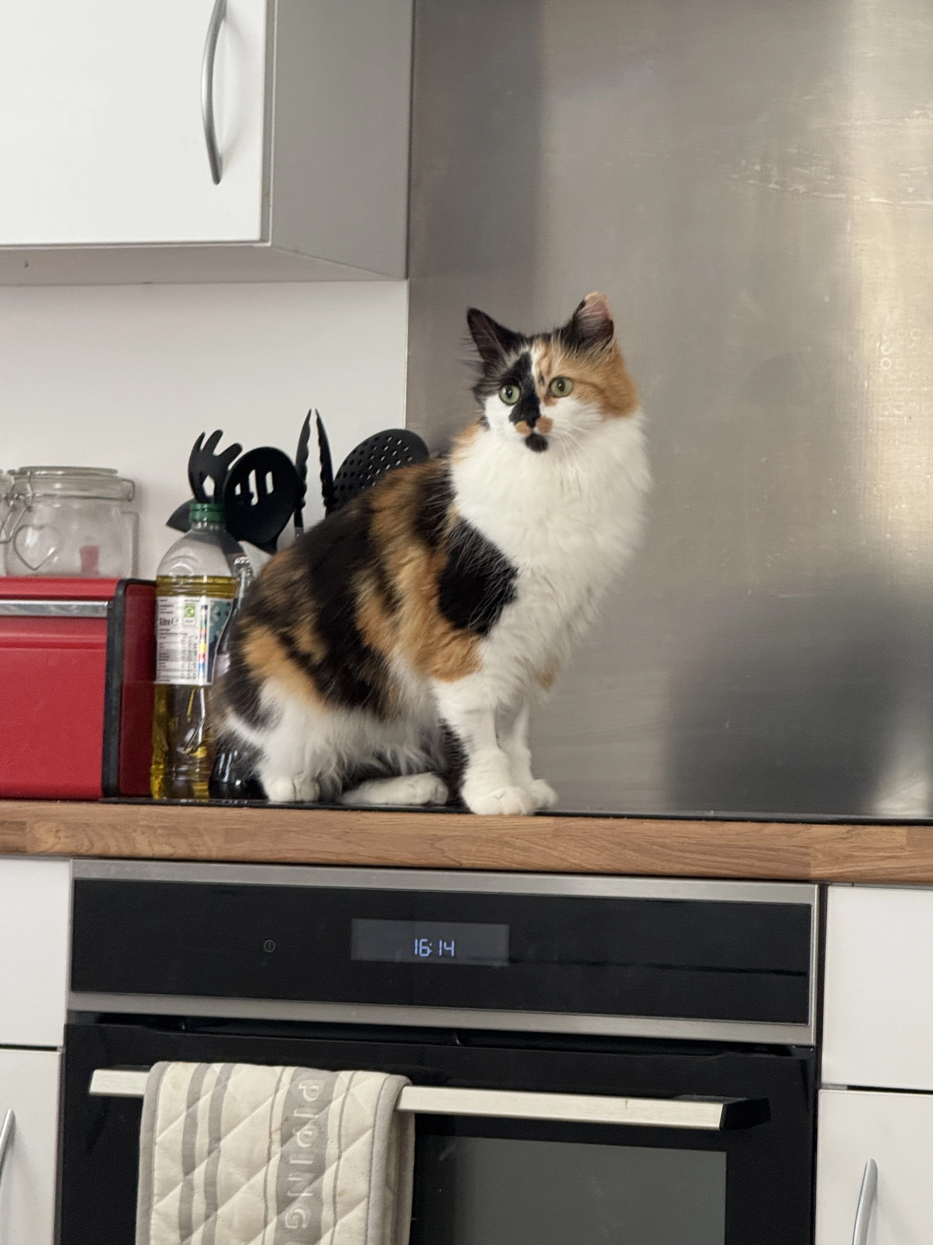 Dory - Alice Batt Road, Witney