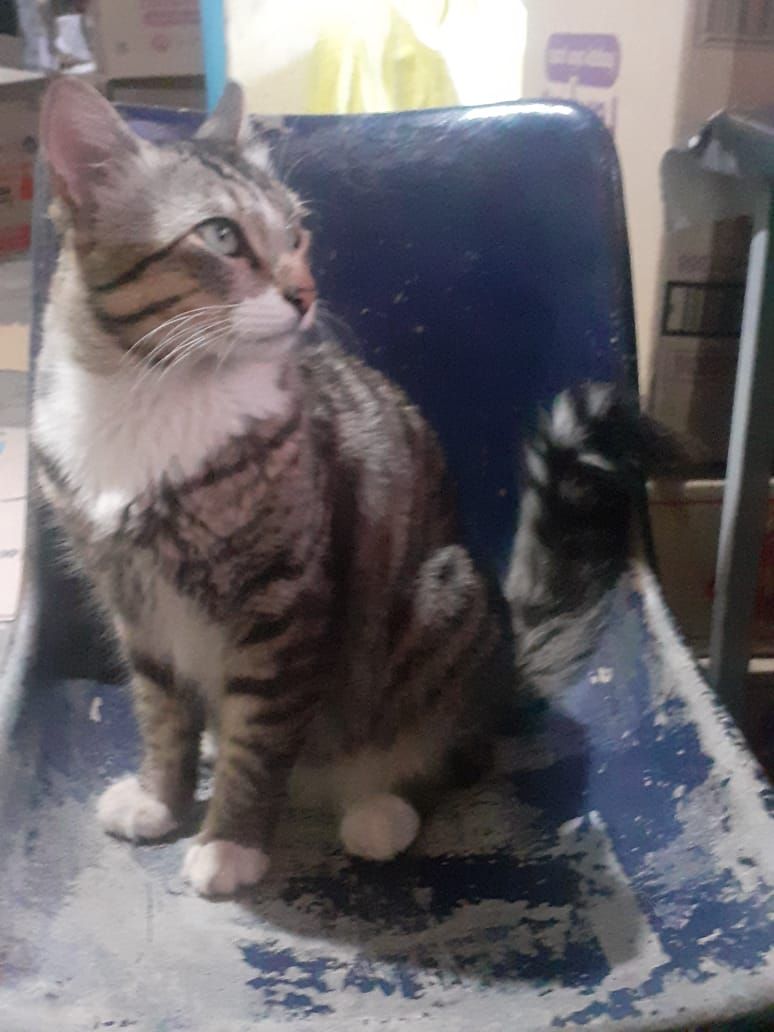 Amulu - Coonoor Road, Coonoor