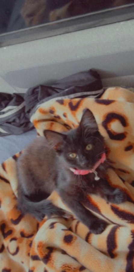 Shadow - Bolton Drive, Reading