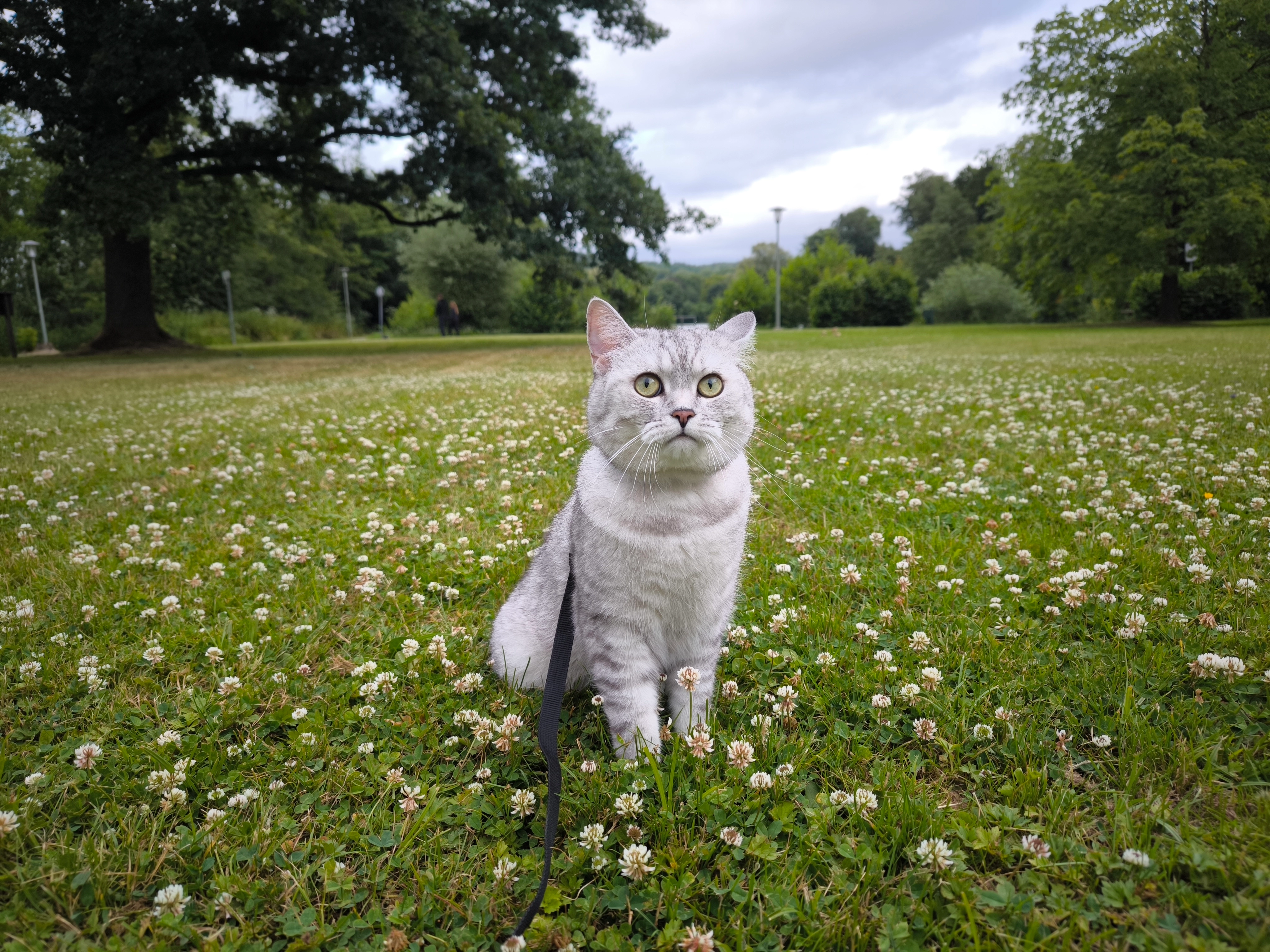 Leo - Am Heineberg, Brakel