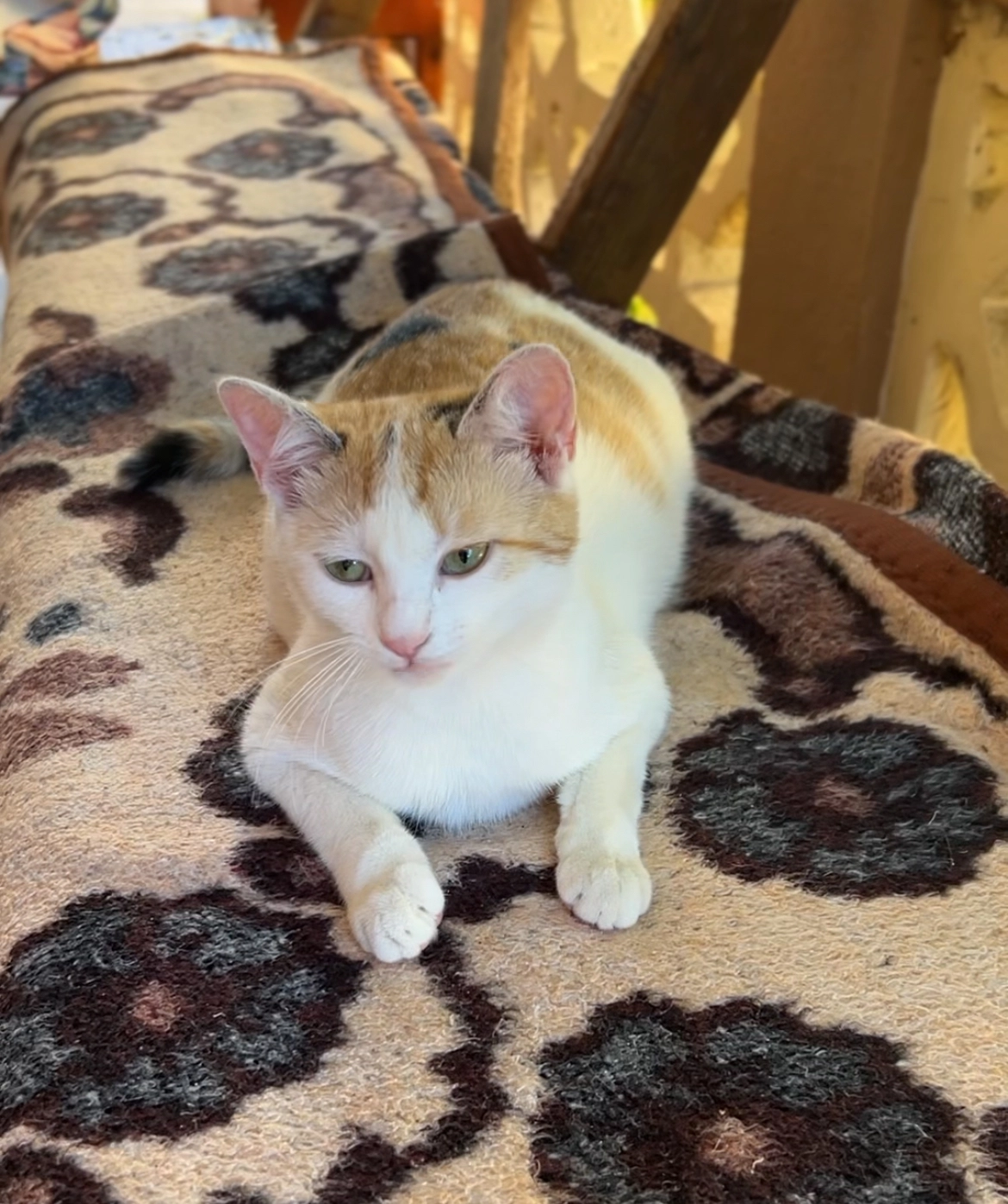 Tolea - Strada Zorilor 35, Cluj-Napoca