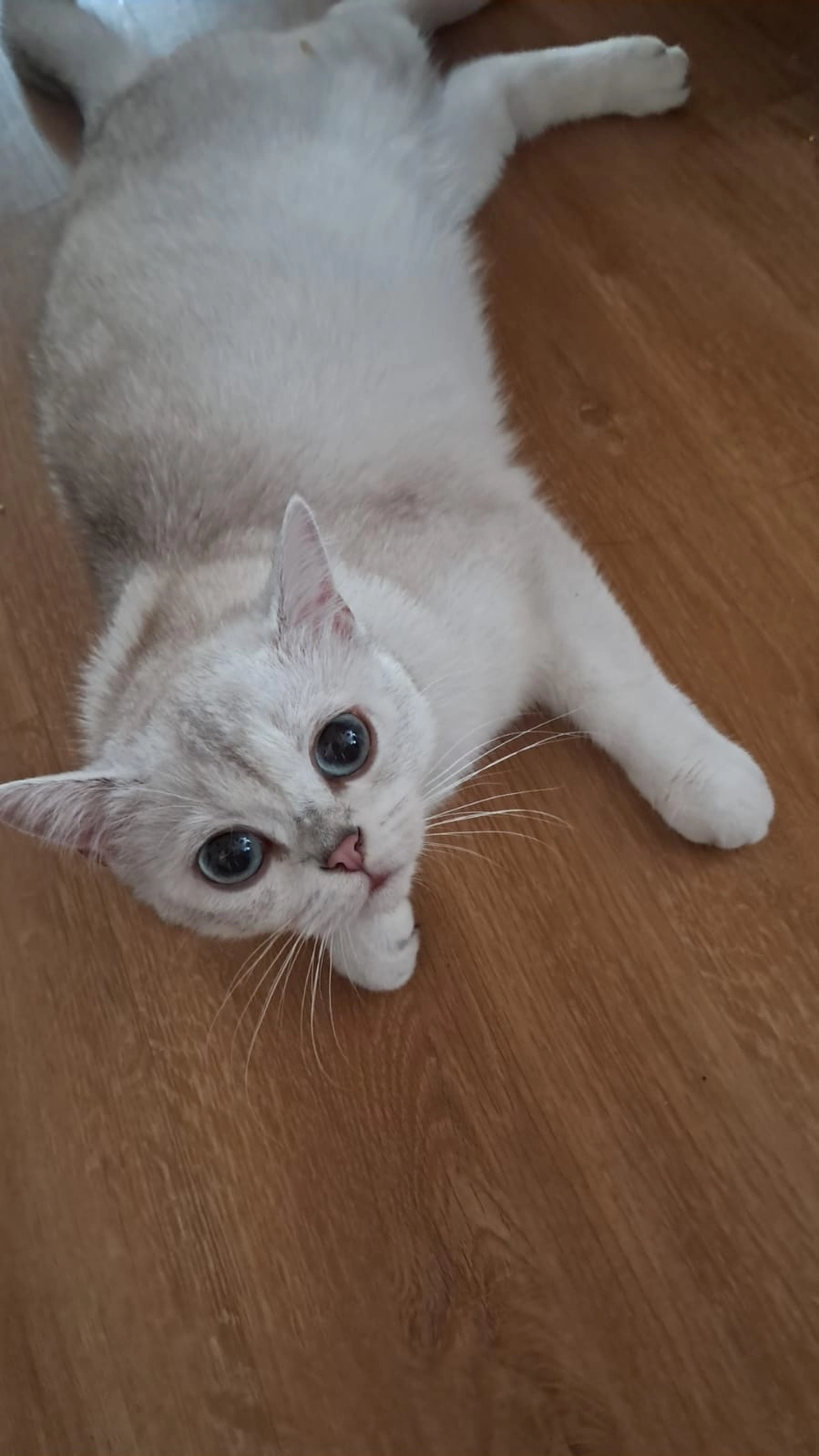 Daisy - Untere Bachstraße, Straubing