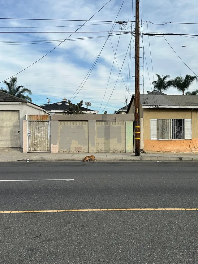 Stray  - Century and Vermont 90044, Los Angeles