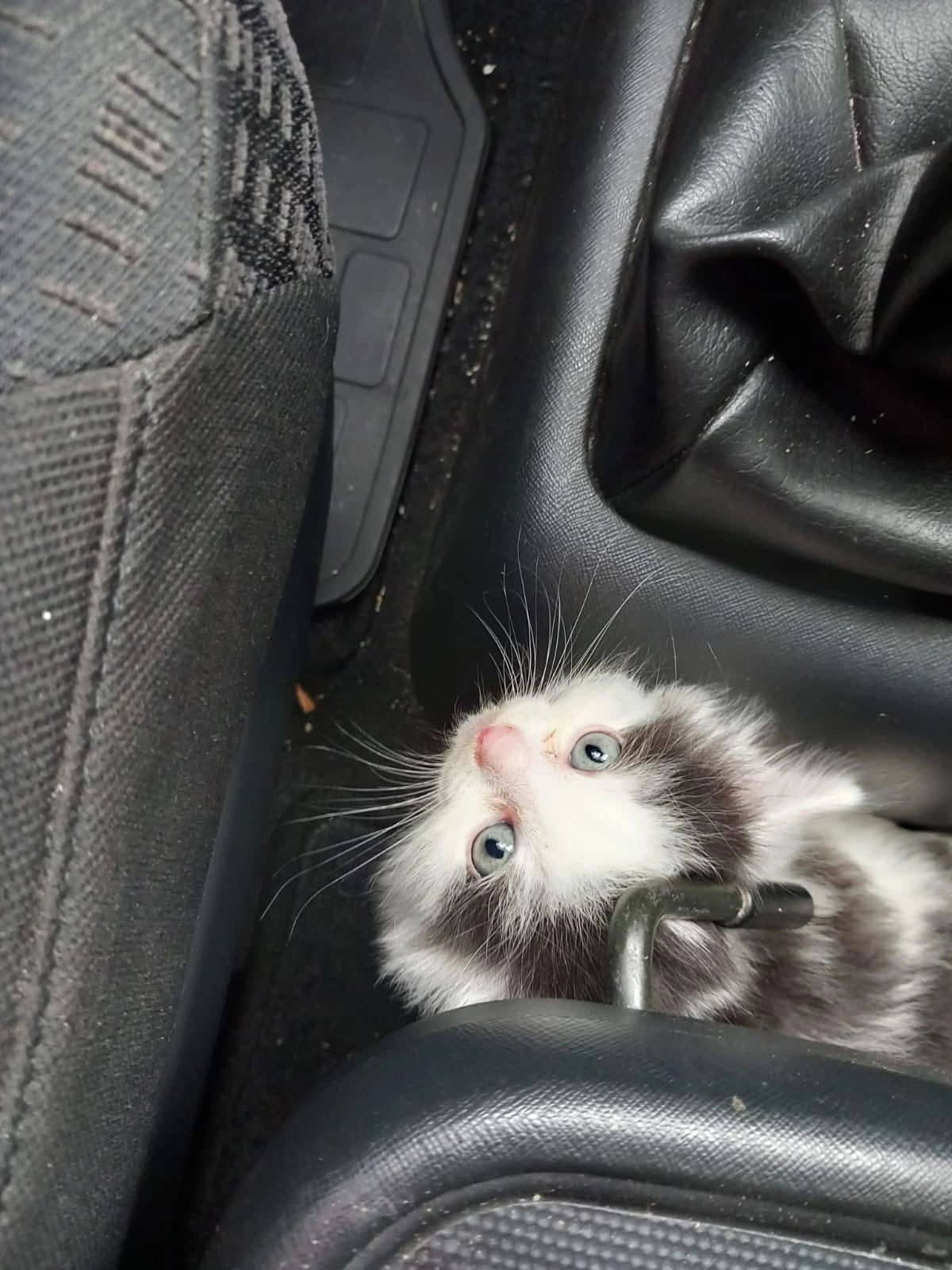 Tomas  - 8544, Pölfing-Brunn