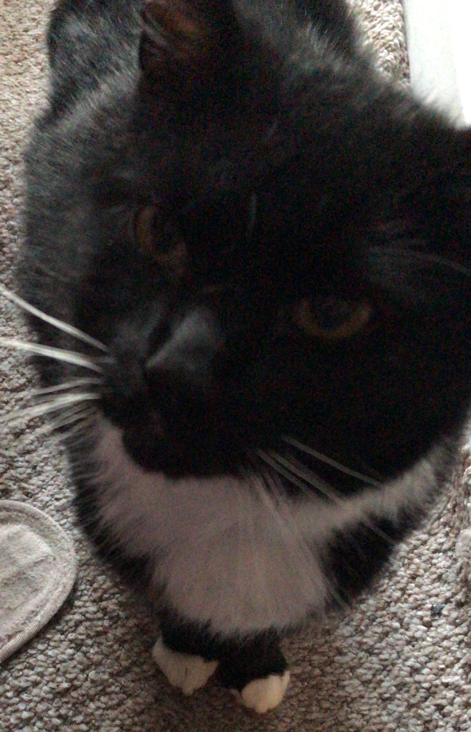 Pickle - Gloucester Place, Littlehampton