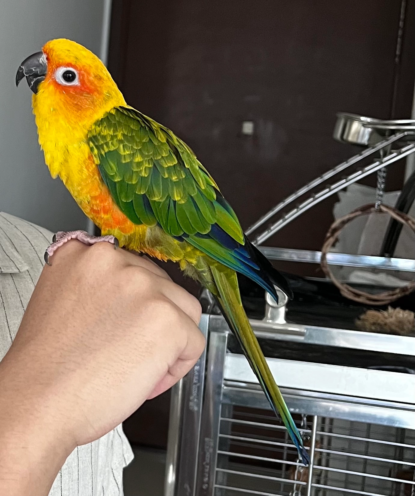 Cabbage - Kitchener Link, Singapore