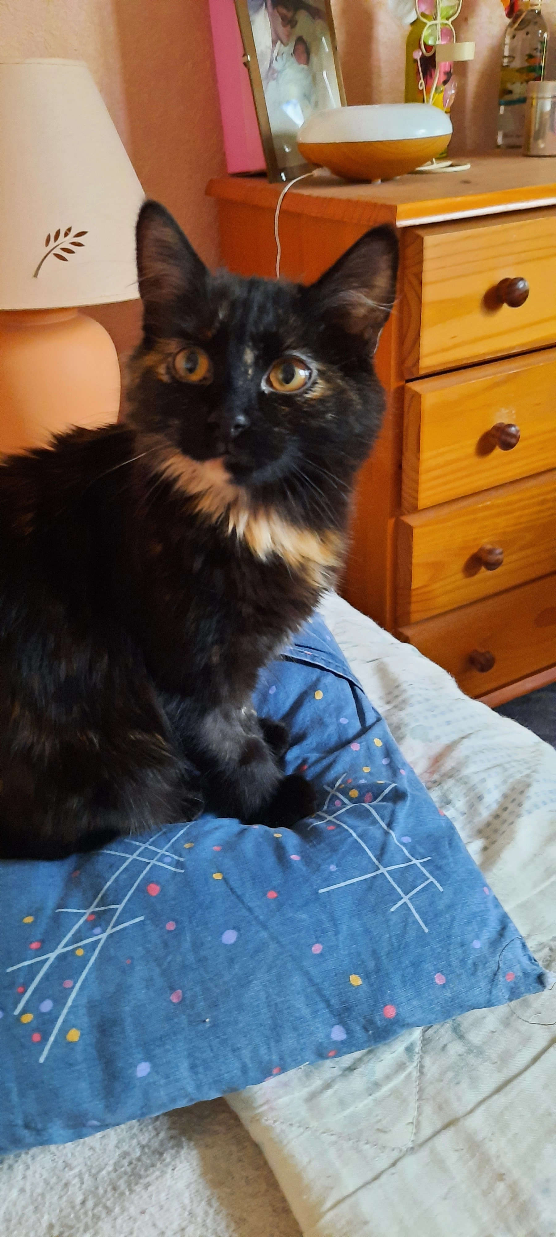 Ruby - 75 Rue des Pièces de Lugny, Moissy-Cramayel