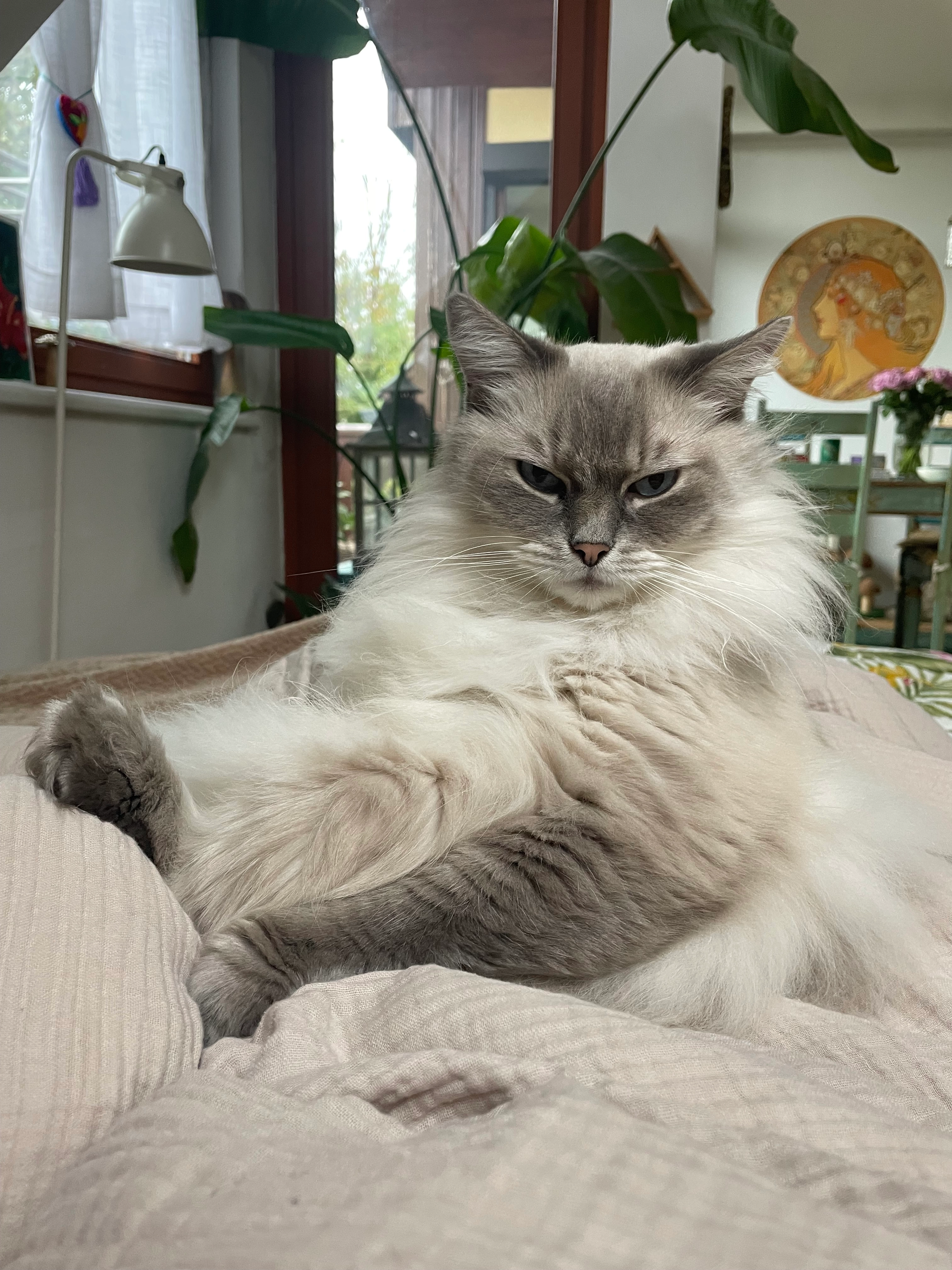 Balu - Martinstraße, Klosterneuburg