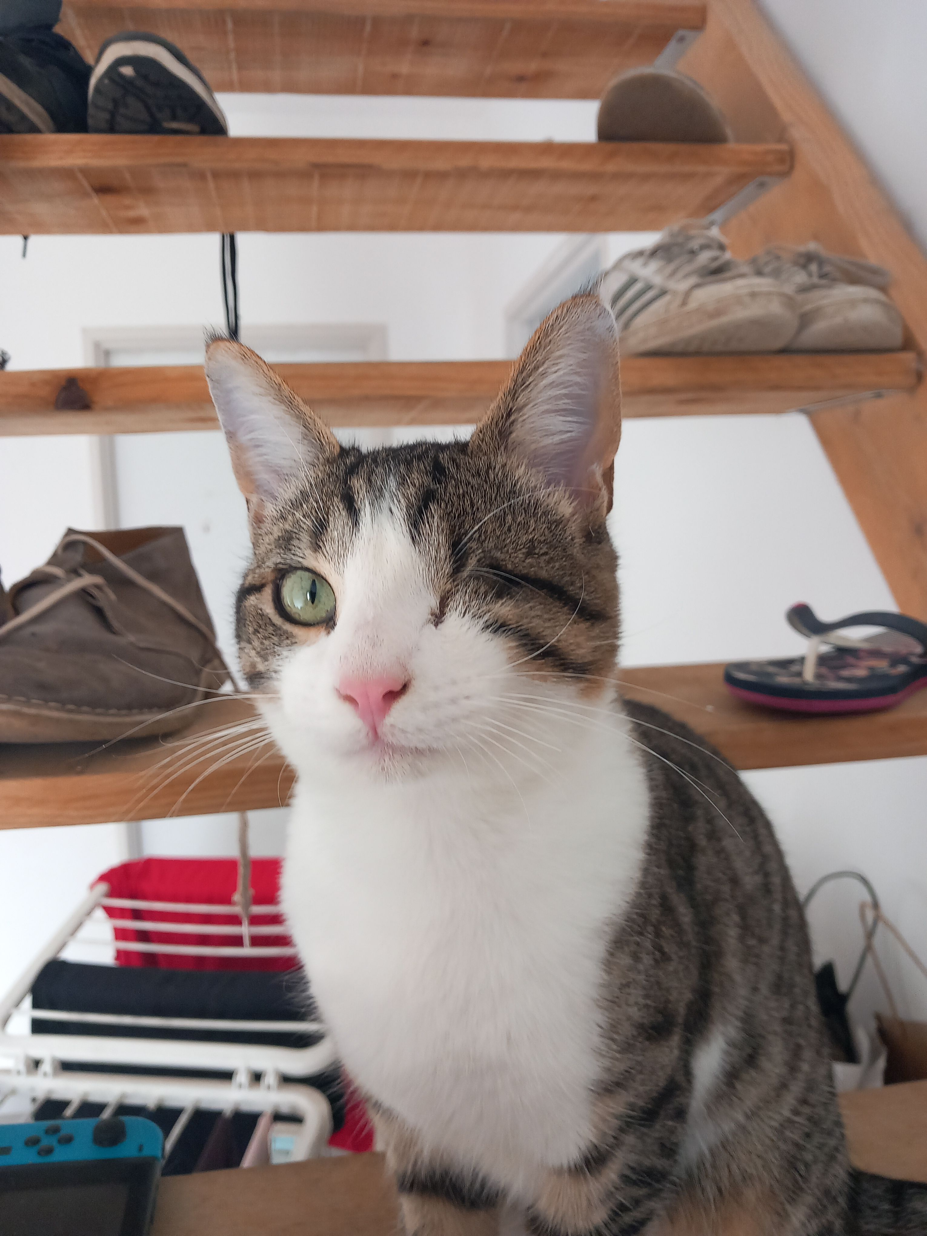 Bowie - 10 Rue des Verdiers, Lescar