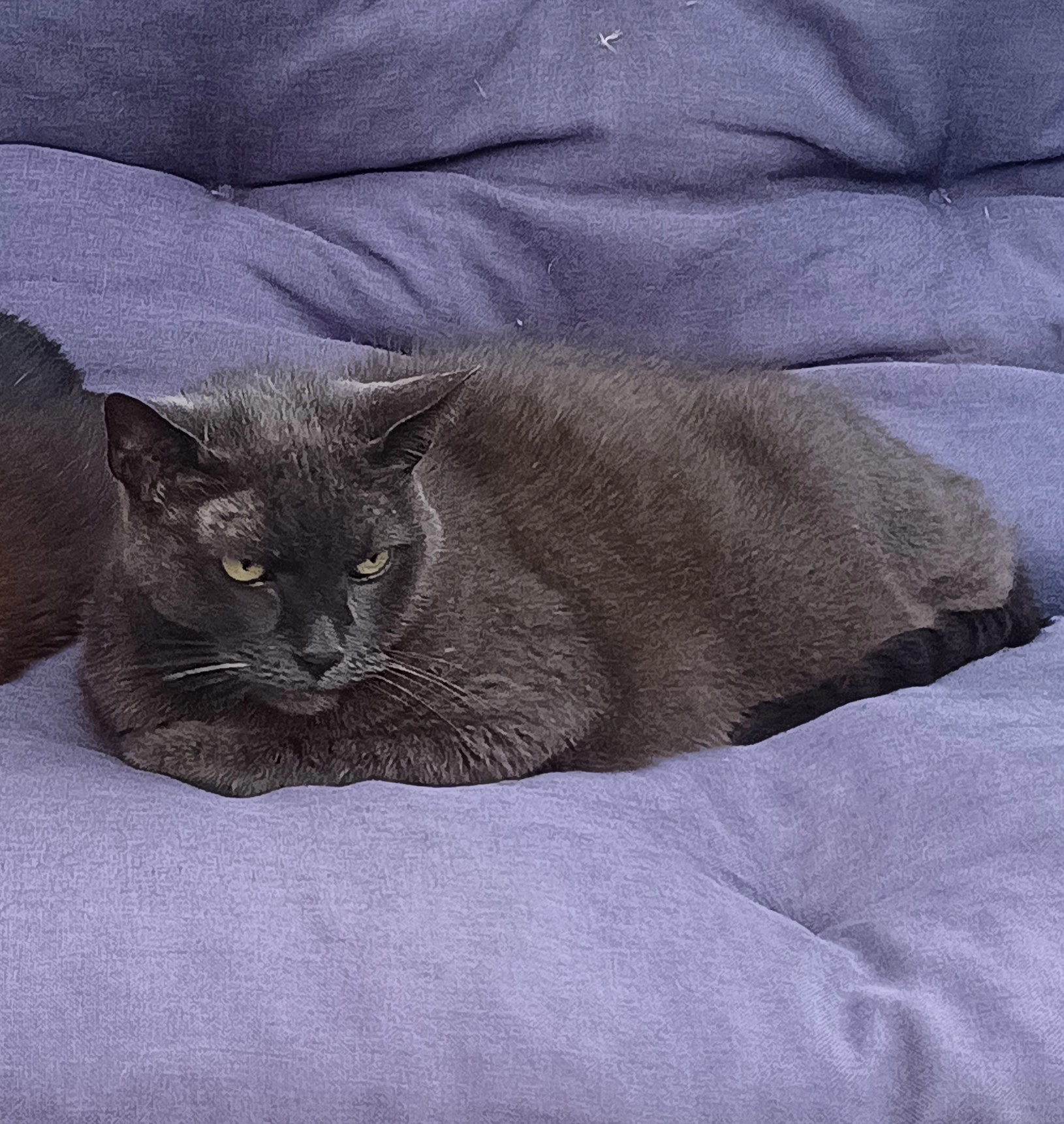 Molly - Bergkoppel 34, Flintbek