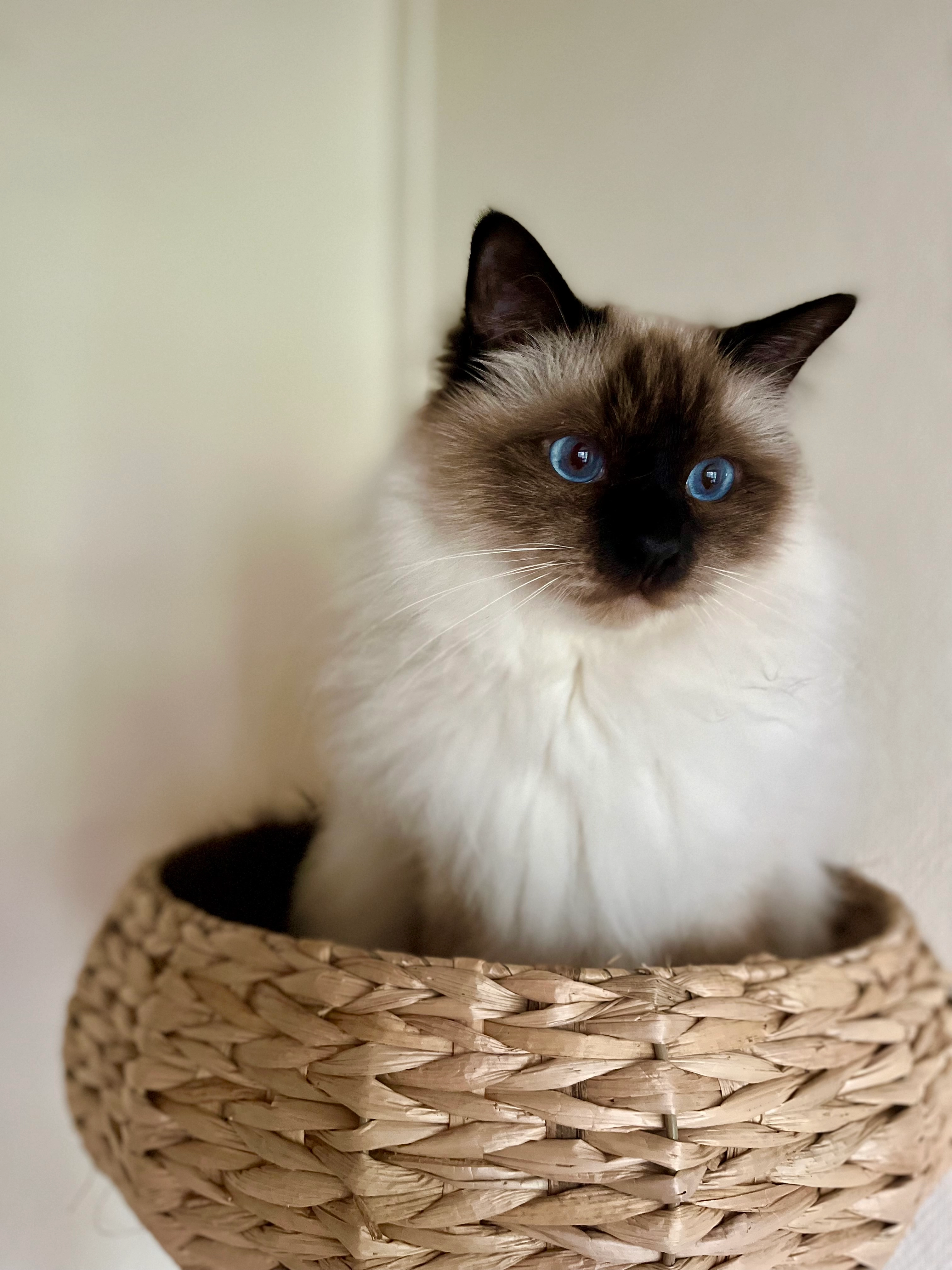 Sherlock Holmes  - 12 Rue de la République, L'Aiguillon-la-Presqu'île