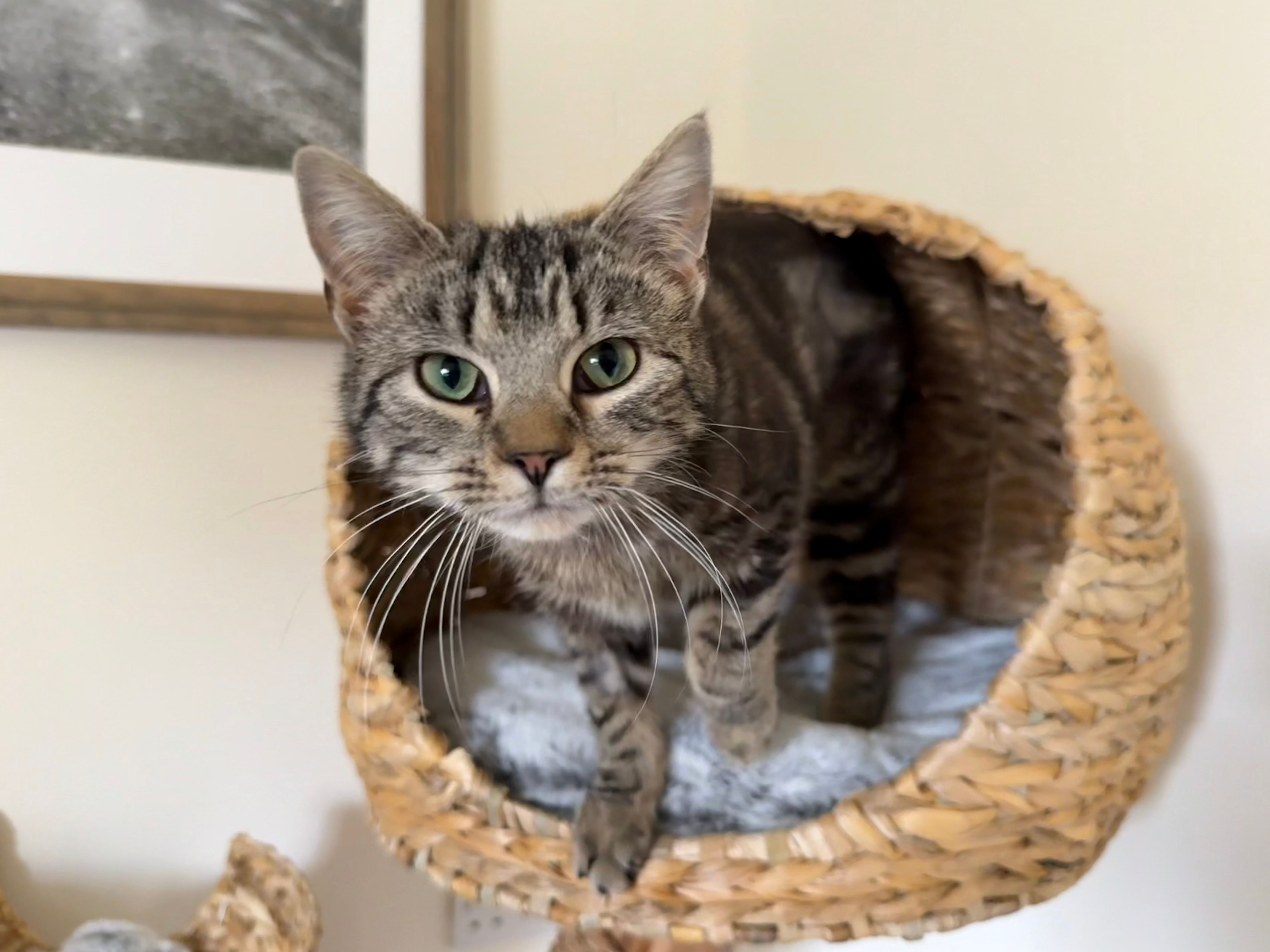 Bonnie  - Folly Lane, Stoke-on-Trent