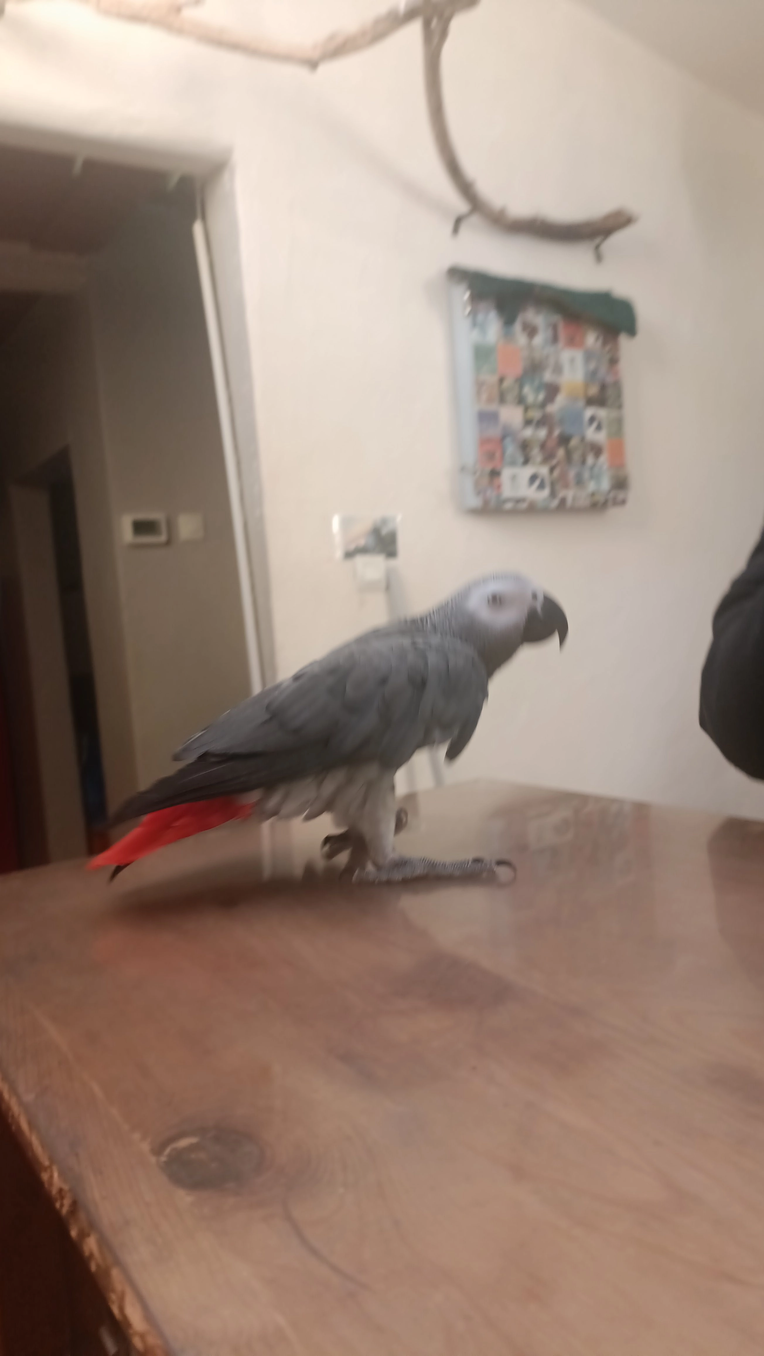 Benoît c'est un perroquet - 4 Rue du Château, Montélimar