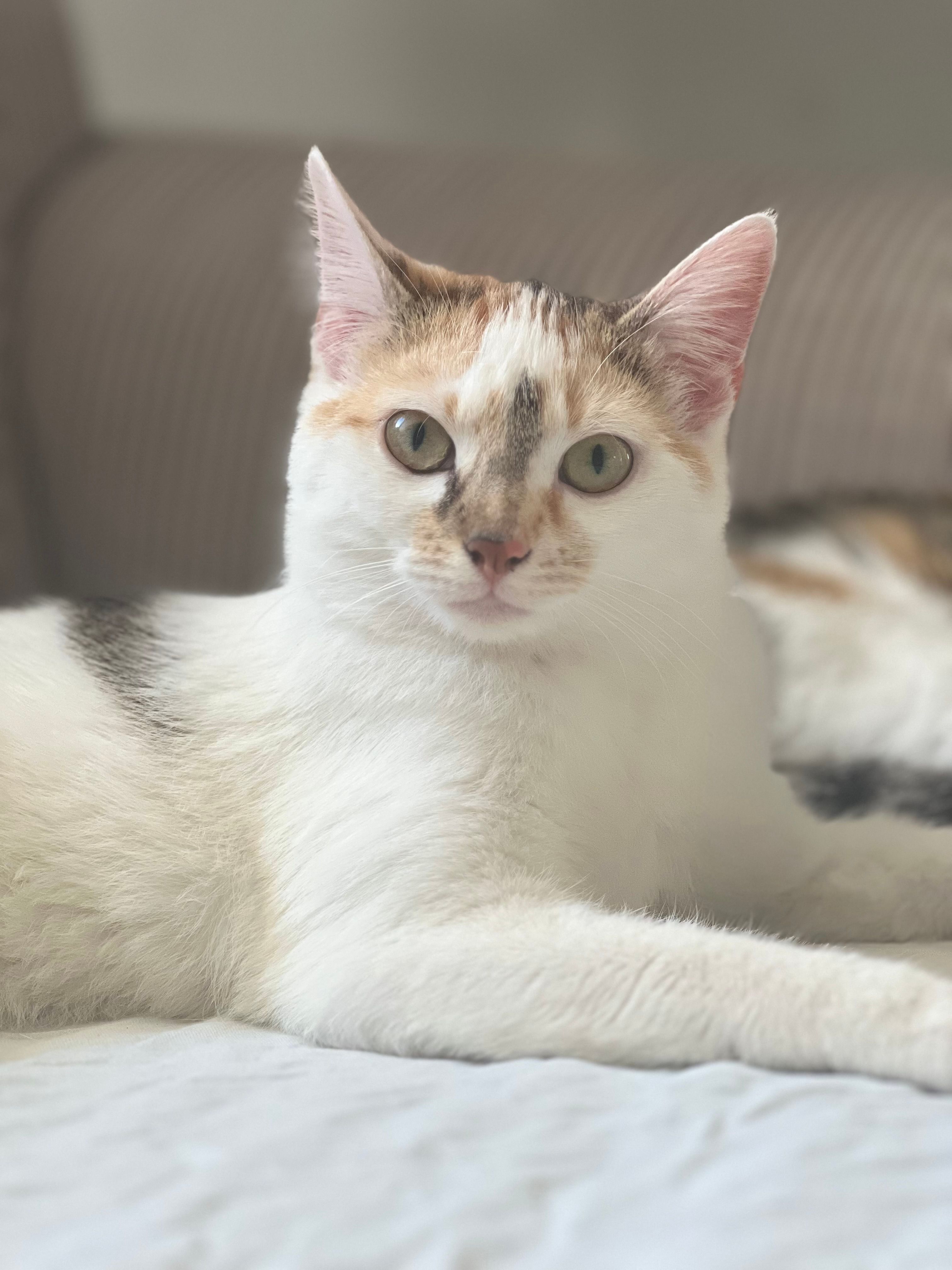 Mimi / mimimaus  - Damaschkeplan, Calbe