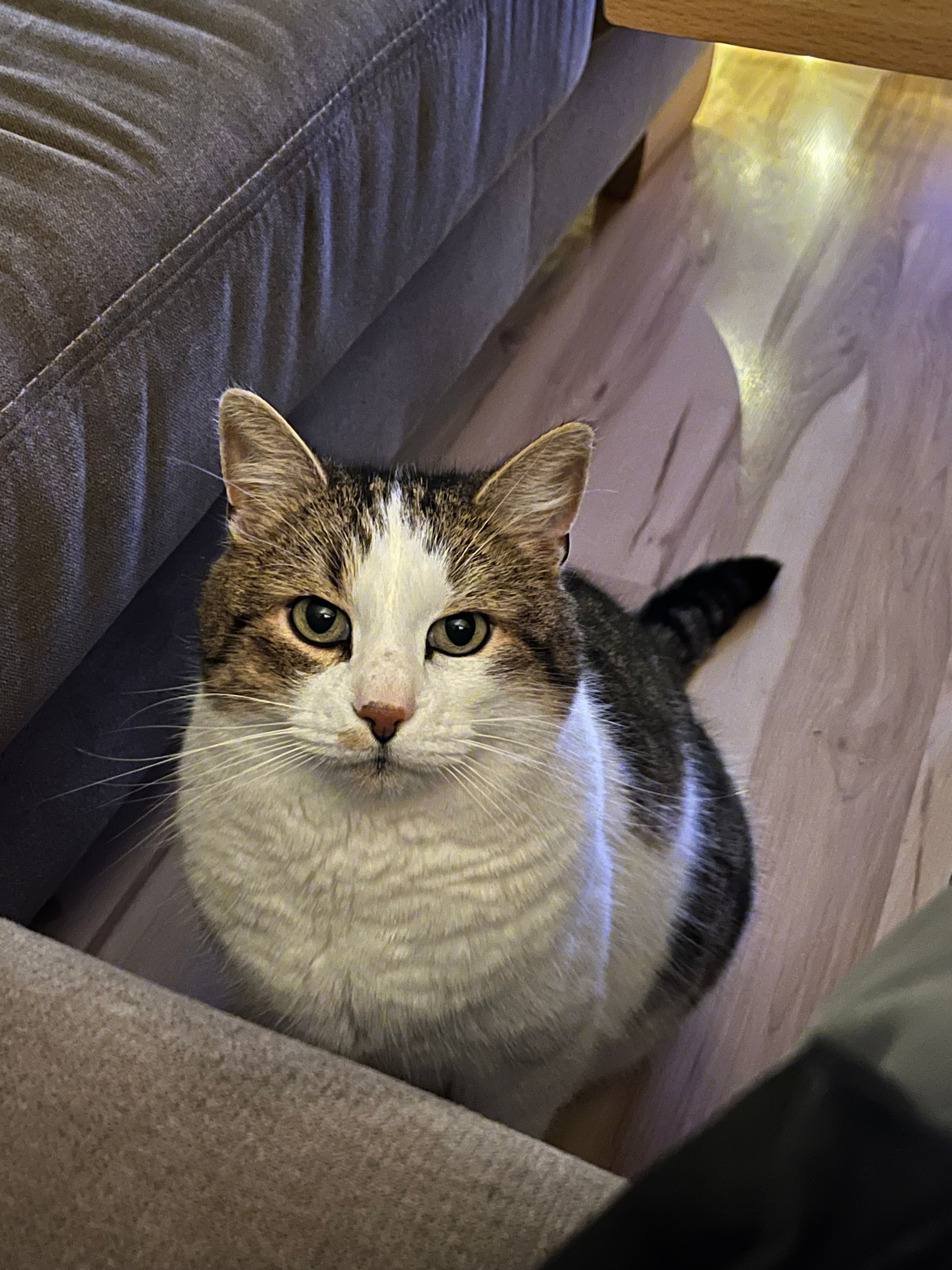 Tom - Am Hagen, Schmallenberg