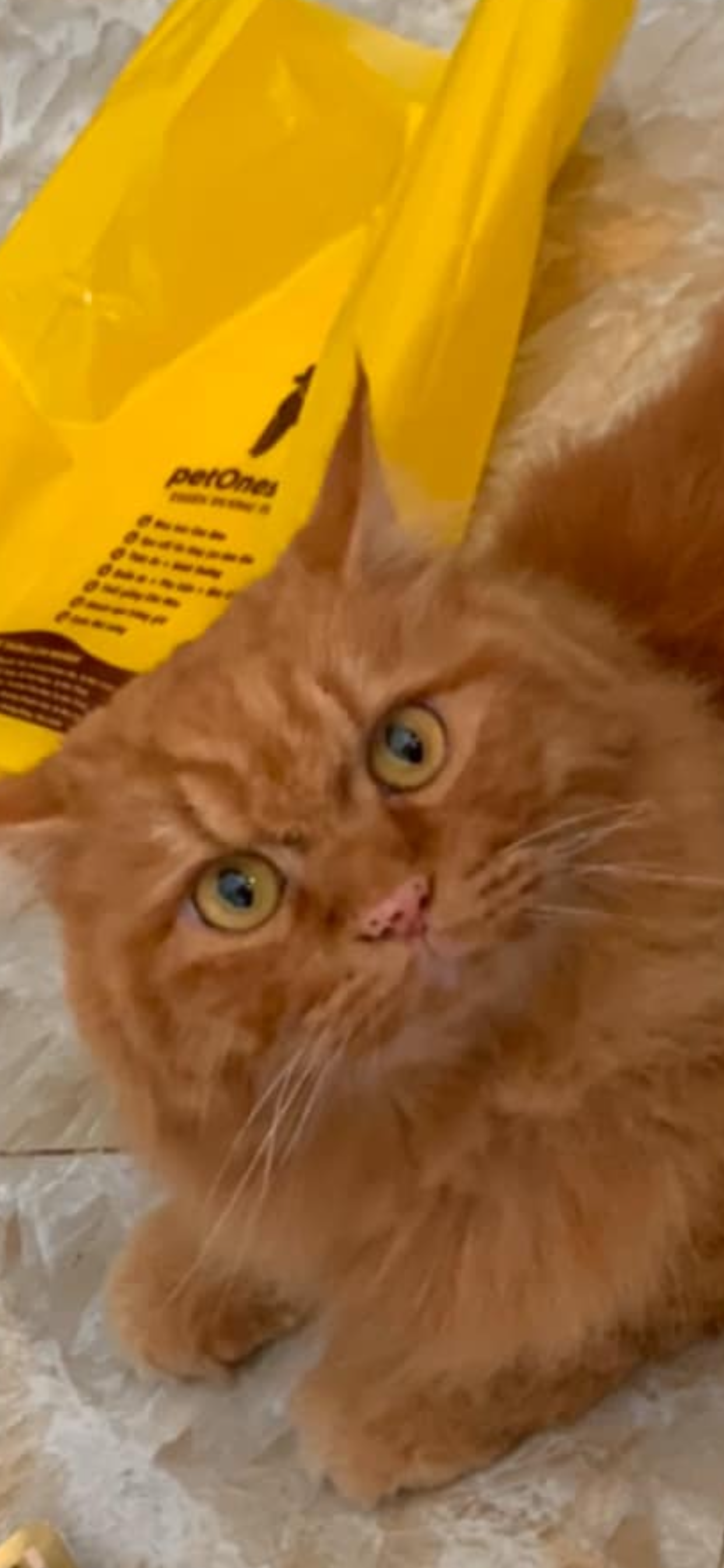 Godl - Phuoc Tan, Nha Trang