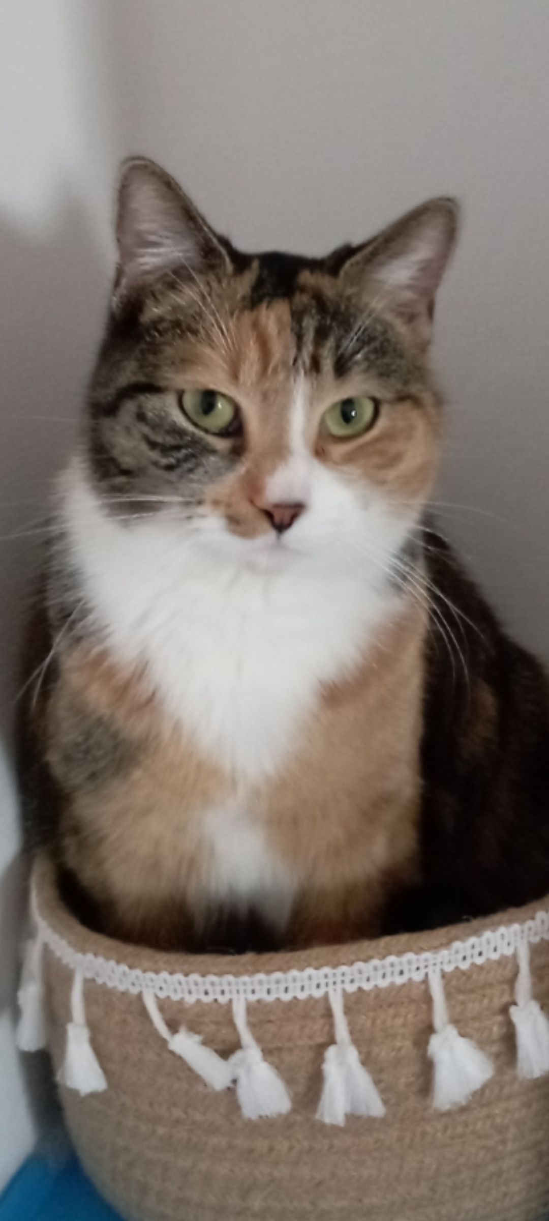 Nele  - 34613, Schwalmstadt